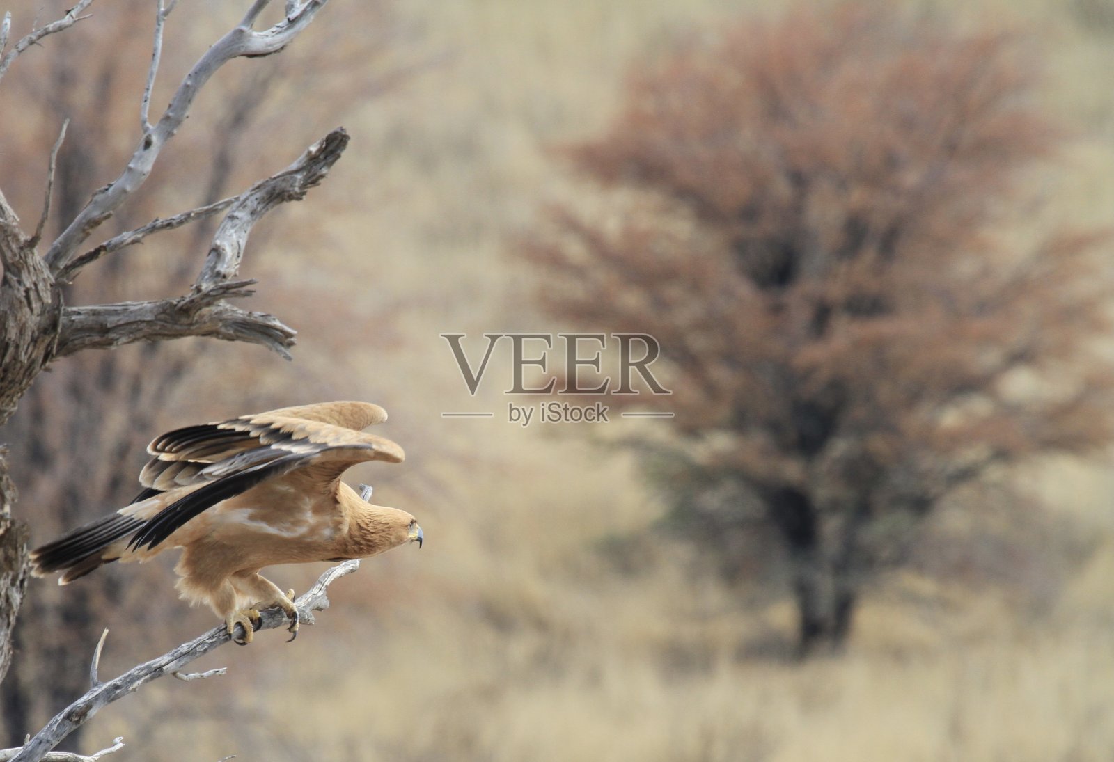 茶色的鹰照片摄影图片
