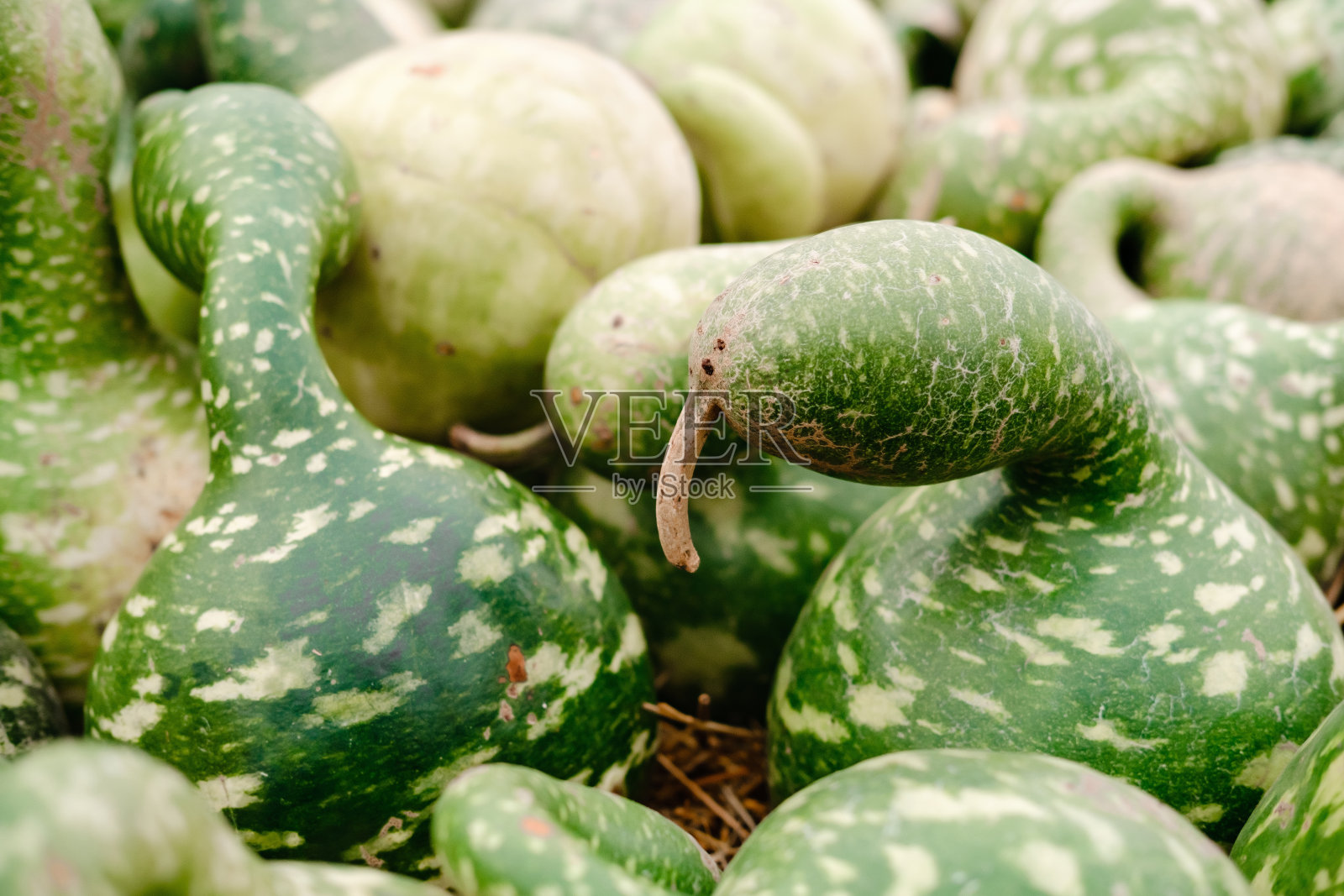 巨大的南瓜。许多绿色的南瓜和不同形状和颜色的南瓜的花束。各种各样的彩色南瓜装饰。万圣节的南瓜照片摄影图片