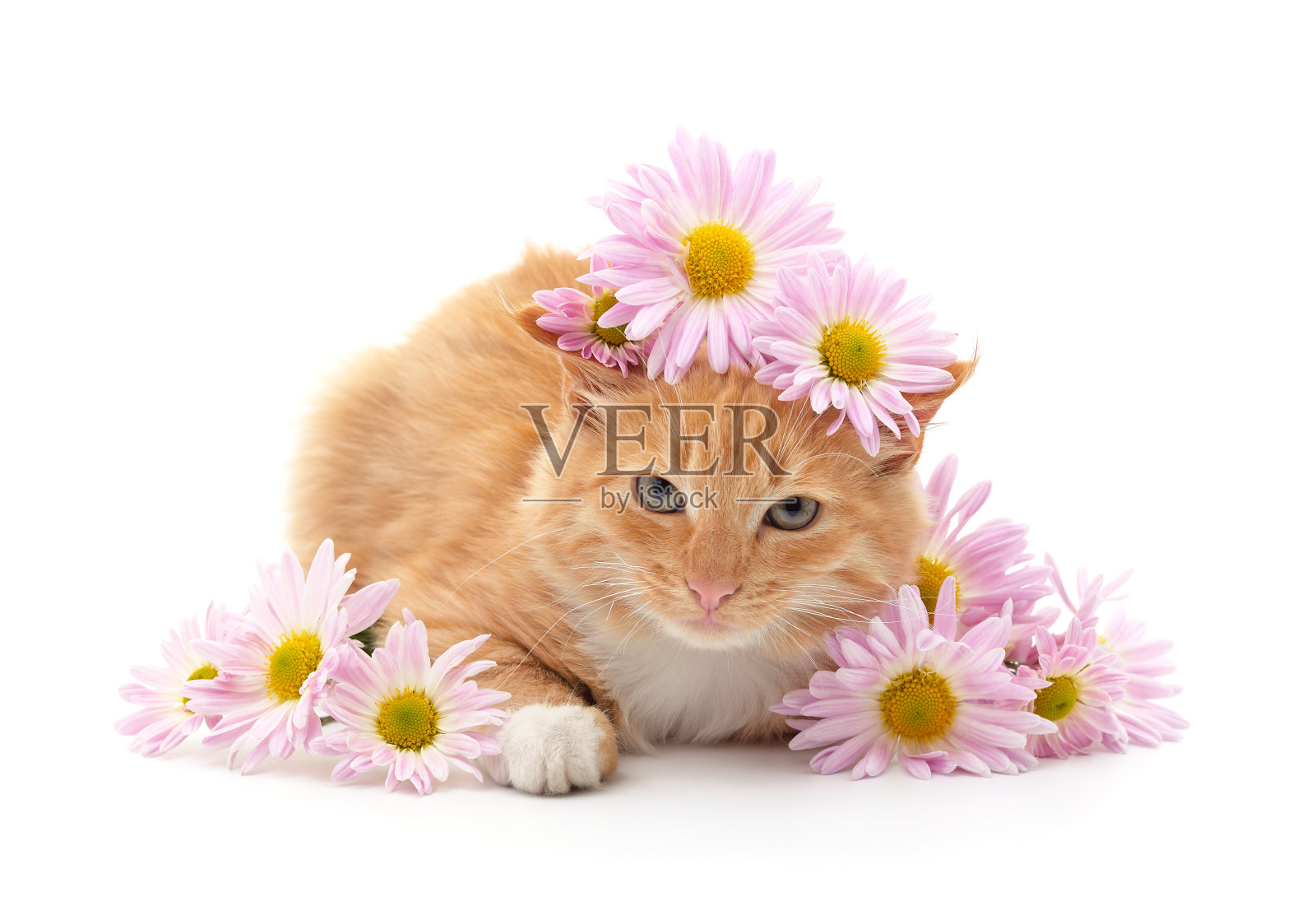 猫用鲜花。照片摄影图片