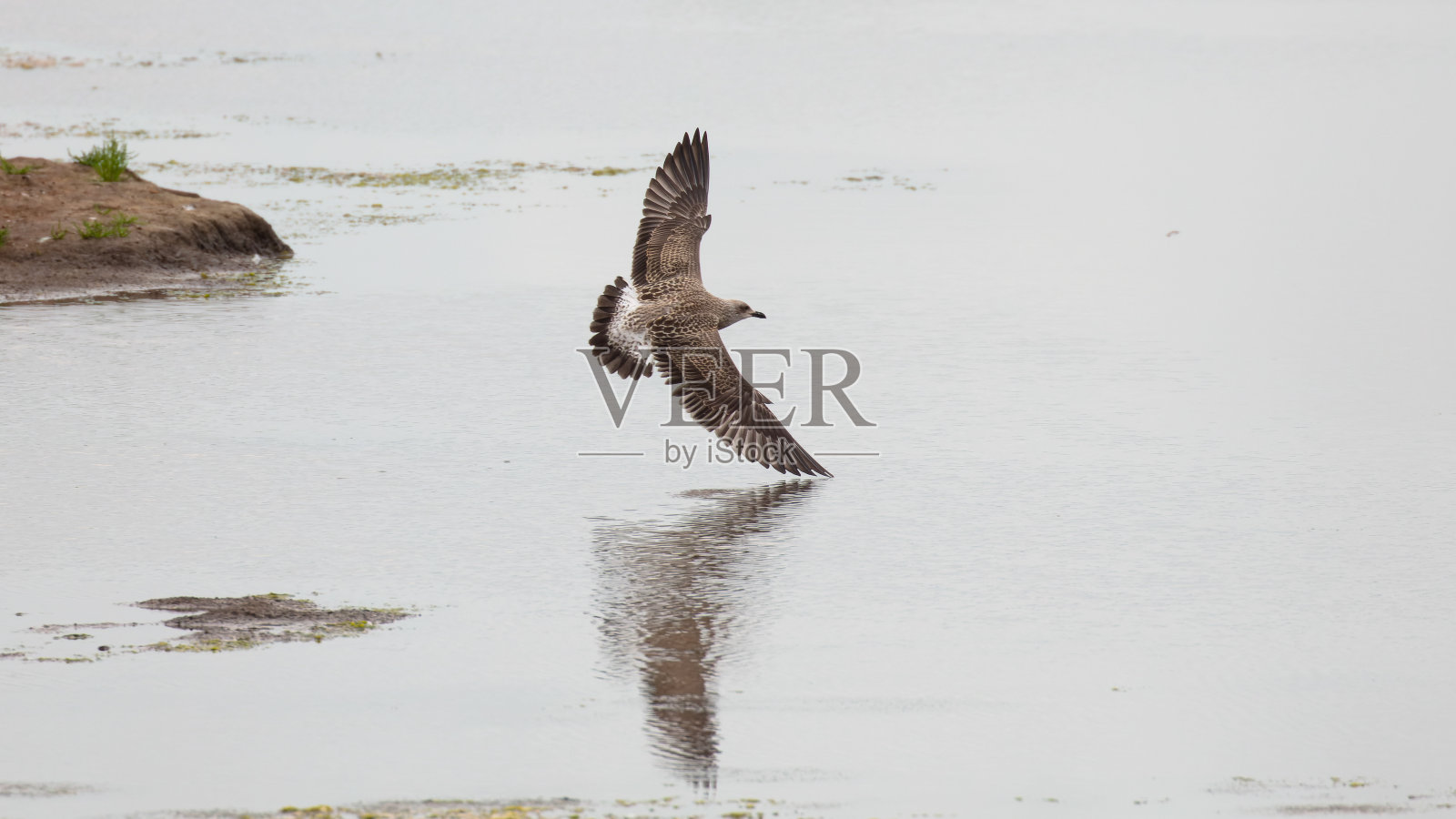 飞行中的小海鸥照片摄影图片