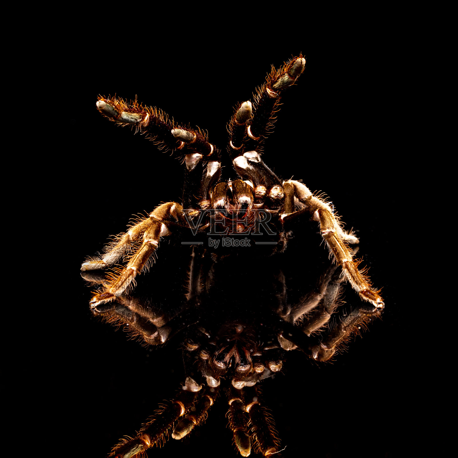 澳大利亚狼蛛或鸟食狼蛛照片摄影图片