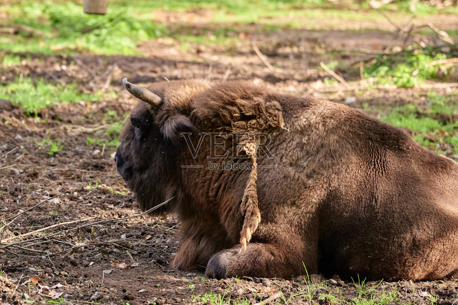 欧洲野牛照片摄影图片