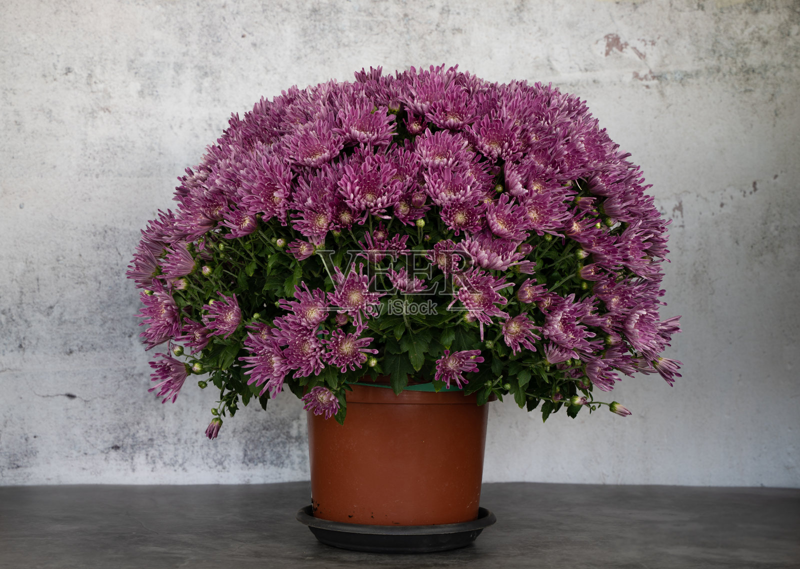 菊花，粉红色的花在白色背景的花盆照片摄影图片