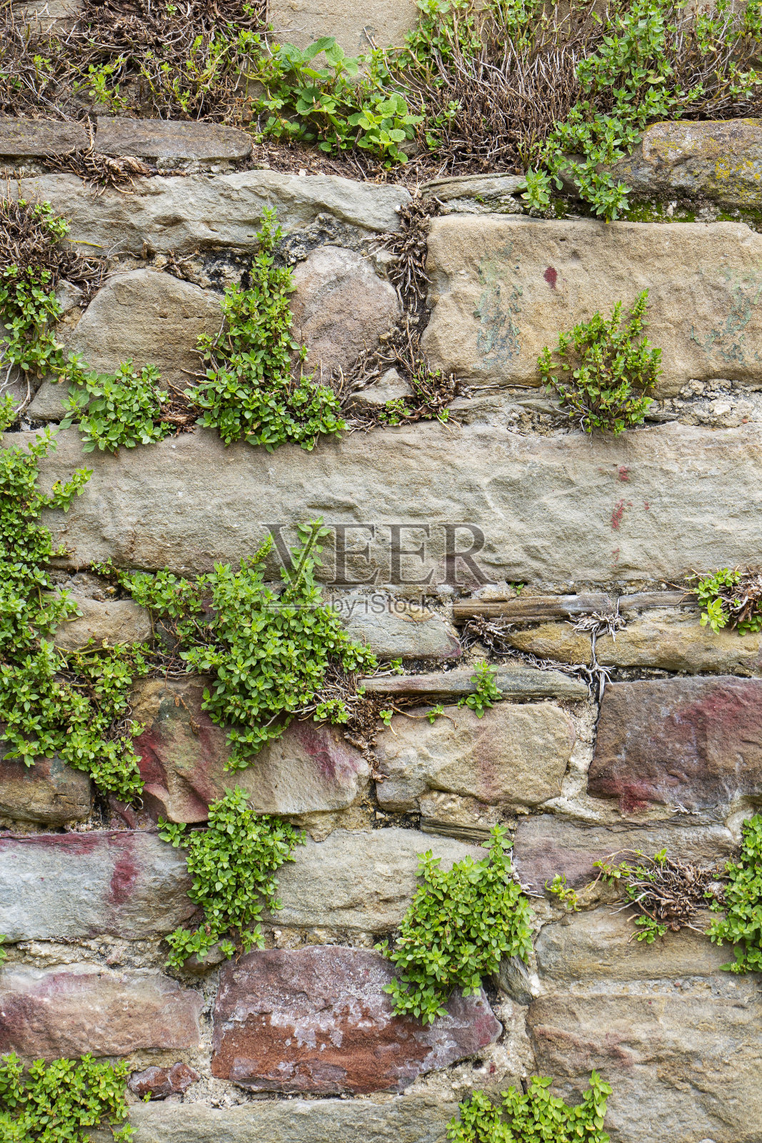 野生石墙粗糙的纹理表面。背景。照片摄影图片