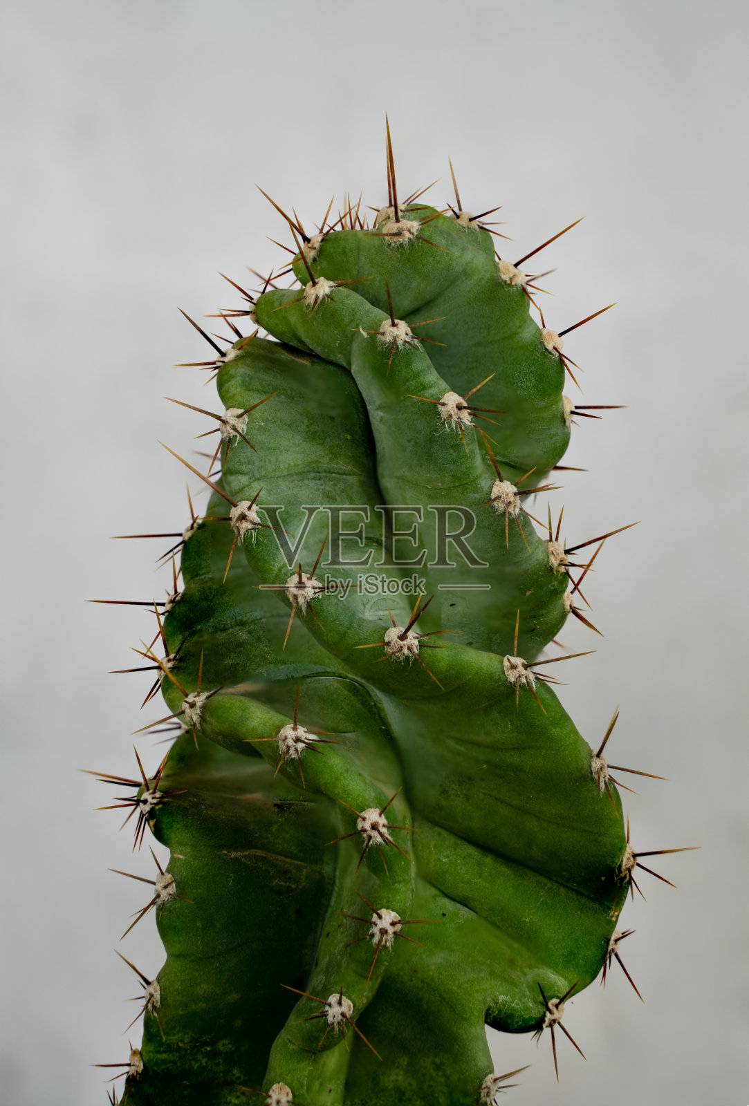 白色背景的Cereus forbesii照片摄影图片