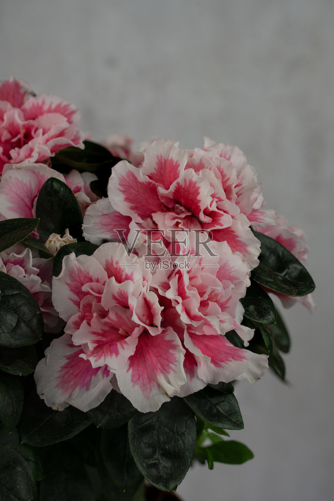 白色和粉红色的杜鹃花与白色的背景照片摄影图片