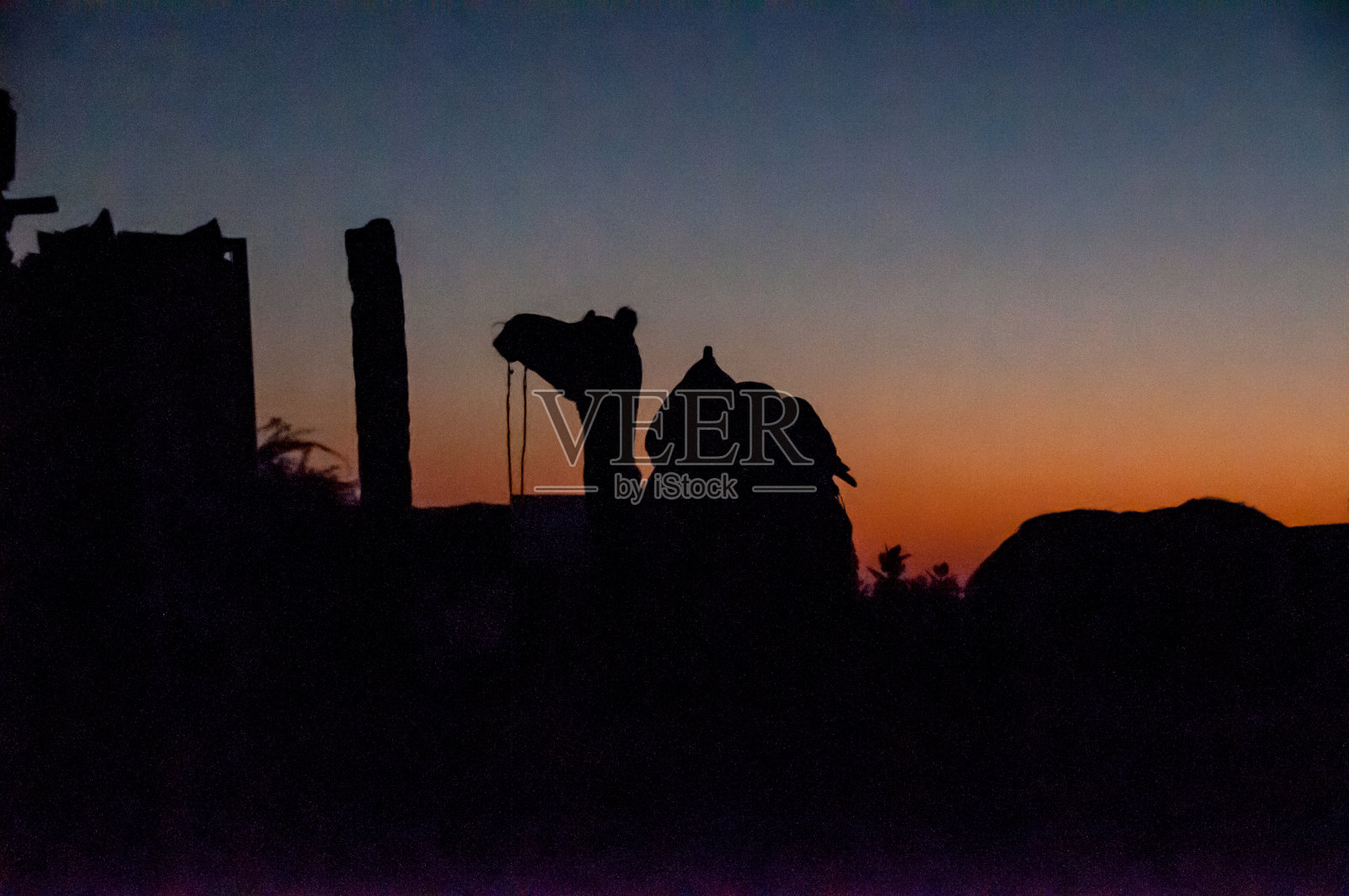 日落时分，塔尔沙漠沙丘上的骆驼剪影。照片摄影图片