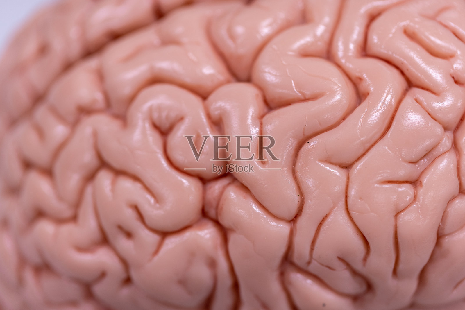 在实验室显微镜下观察小脑、丘脑、延髓、脊髓和运动神经元。照片摄影图片