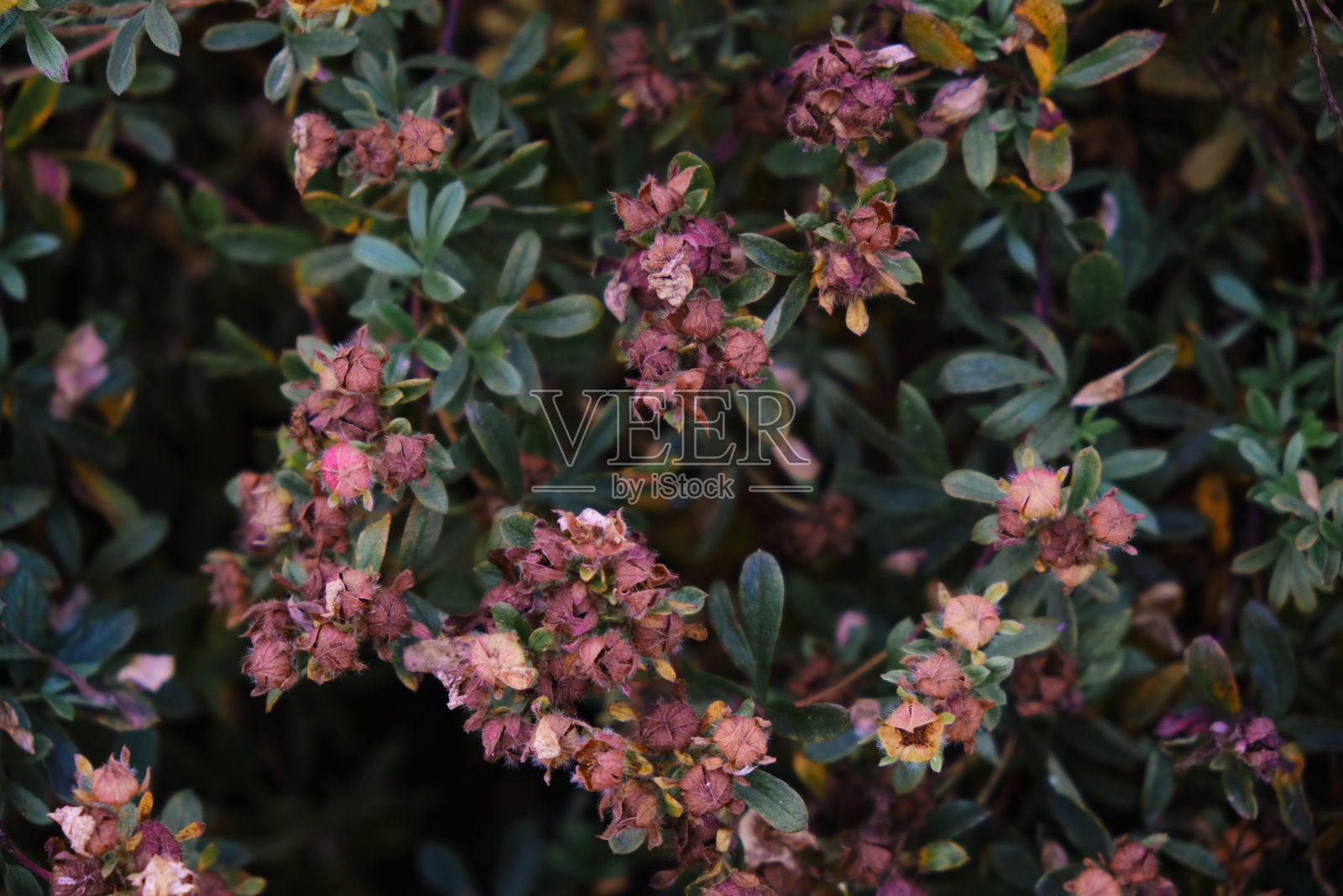 新鲜的绿叶作为自然的背景和墙纸。绿色叶子纹理背景。热带的叶子。照片摄影图片