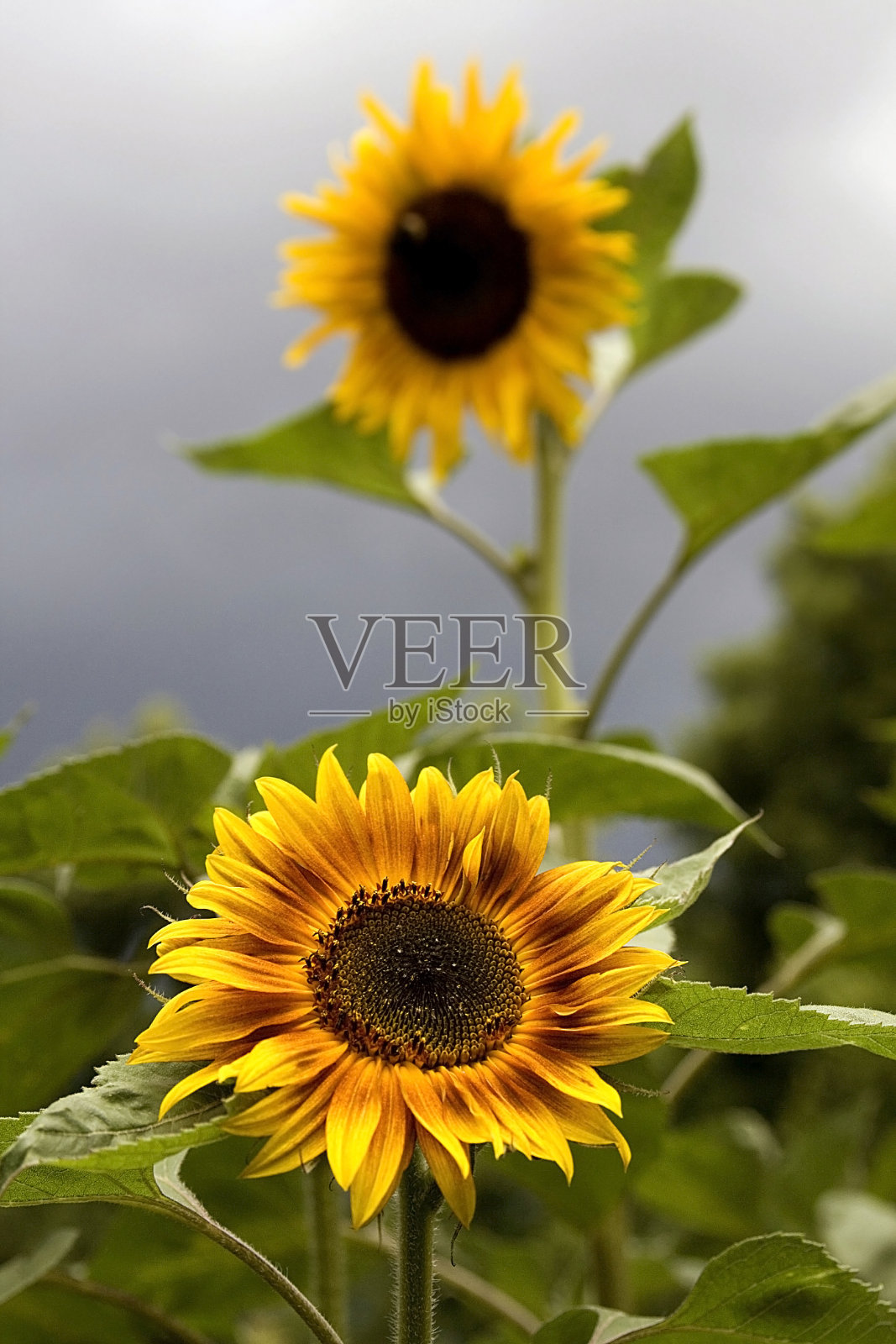 向日葵在暴风雨的天空。照片摄影图片