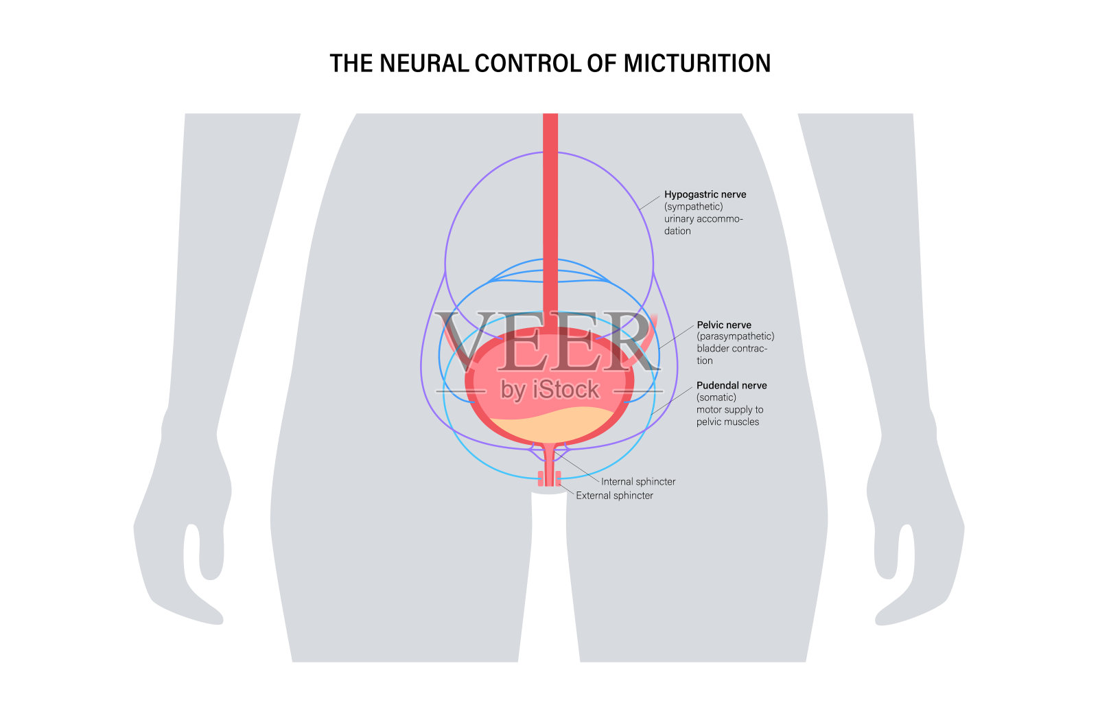 控制排尿的神经插画图片素材