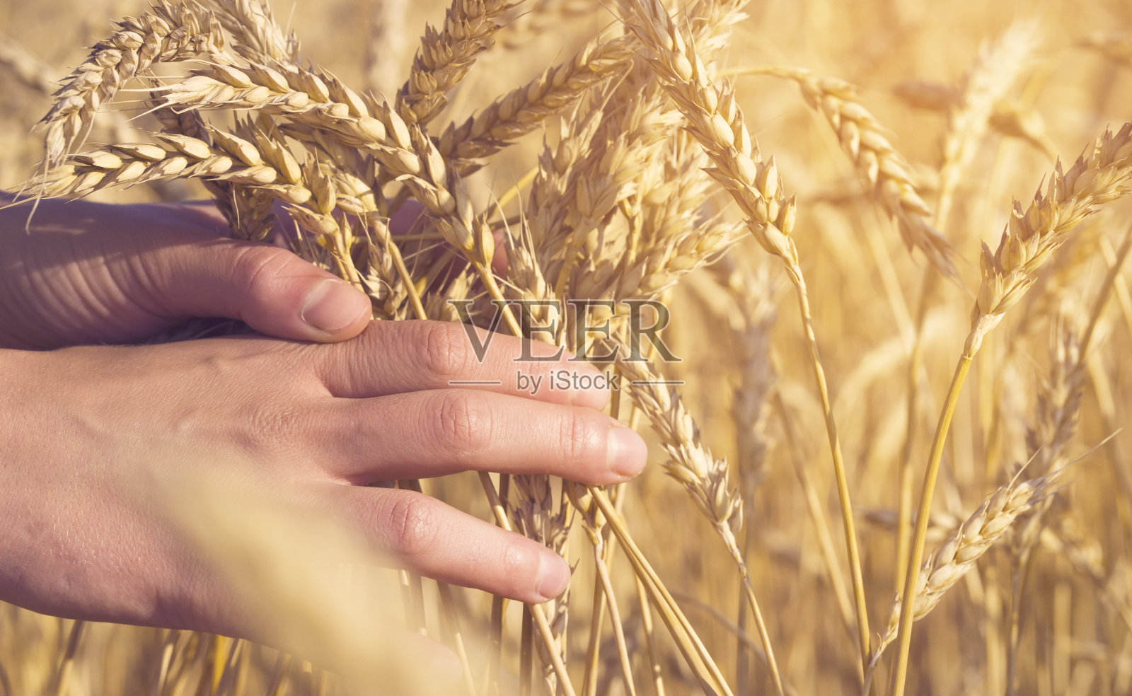 农夫仔细地检查庄稼的质量。照片摄影图片