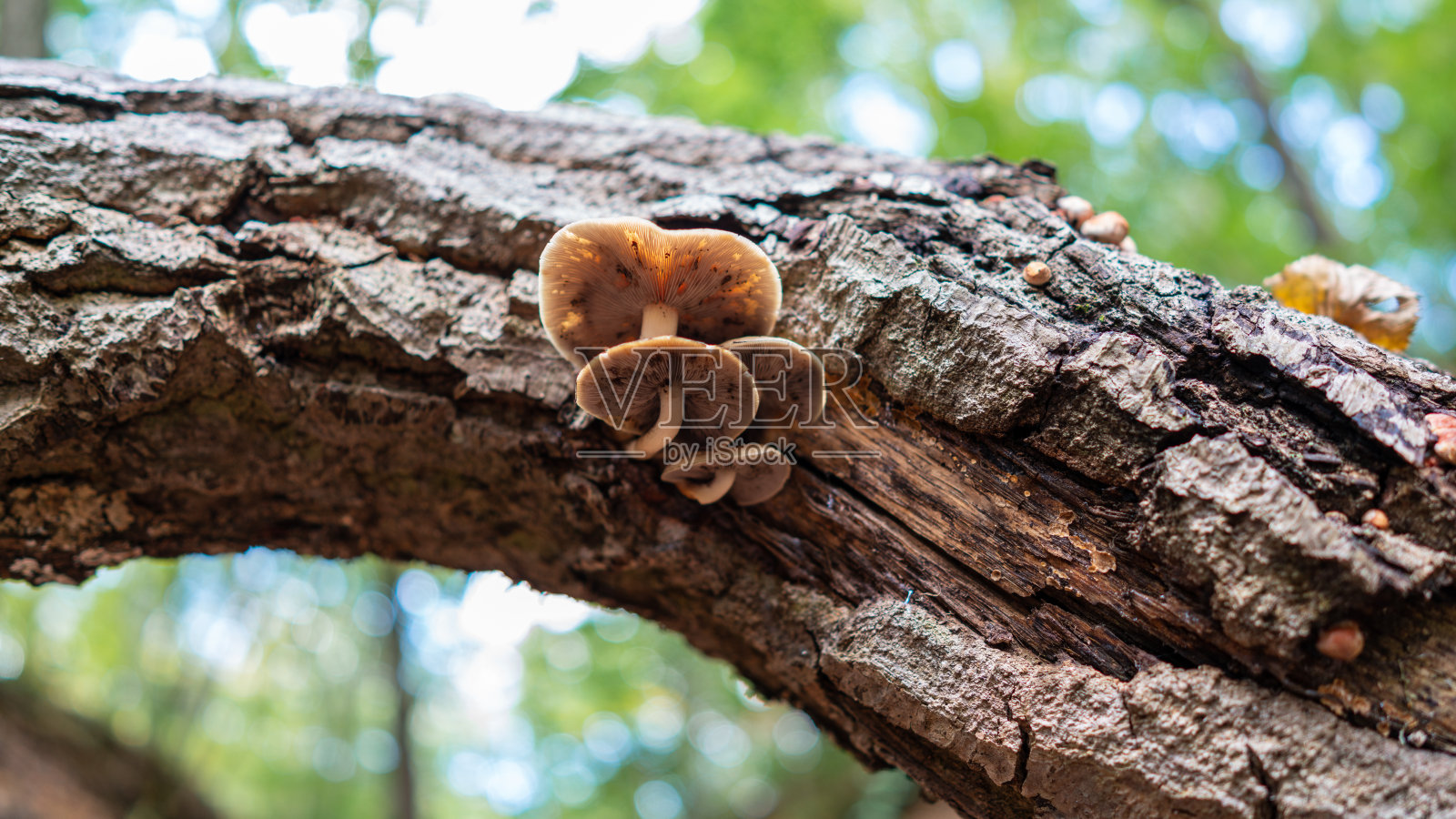 蘑菇了照片摄影图片