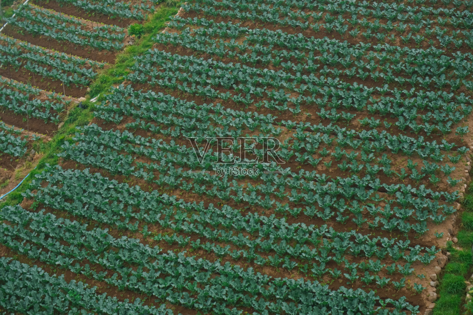 绿色的芥菜园在夕阳的时刻照片摄影图片