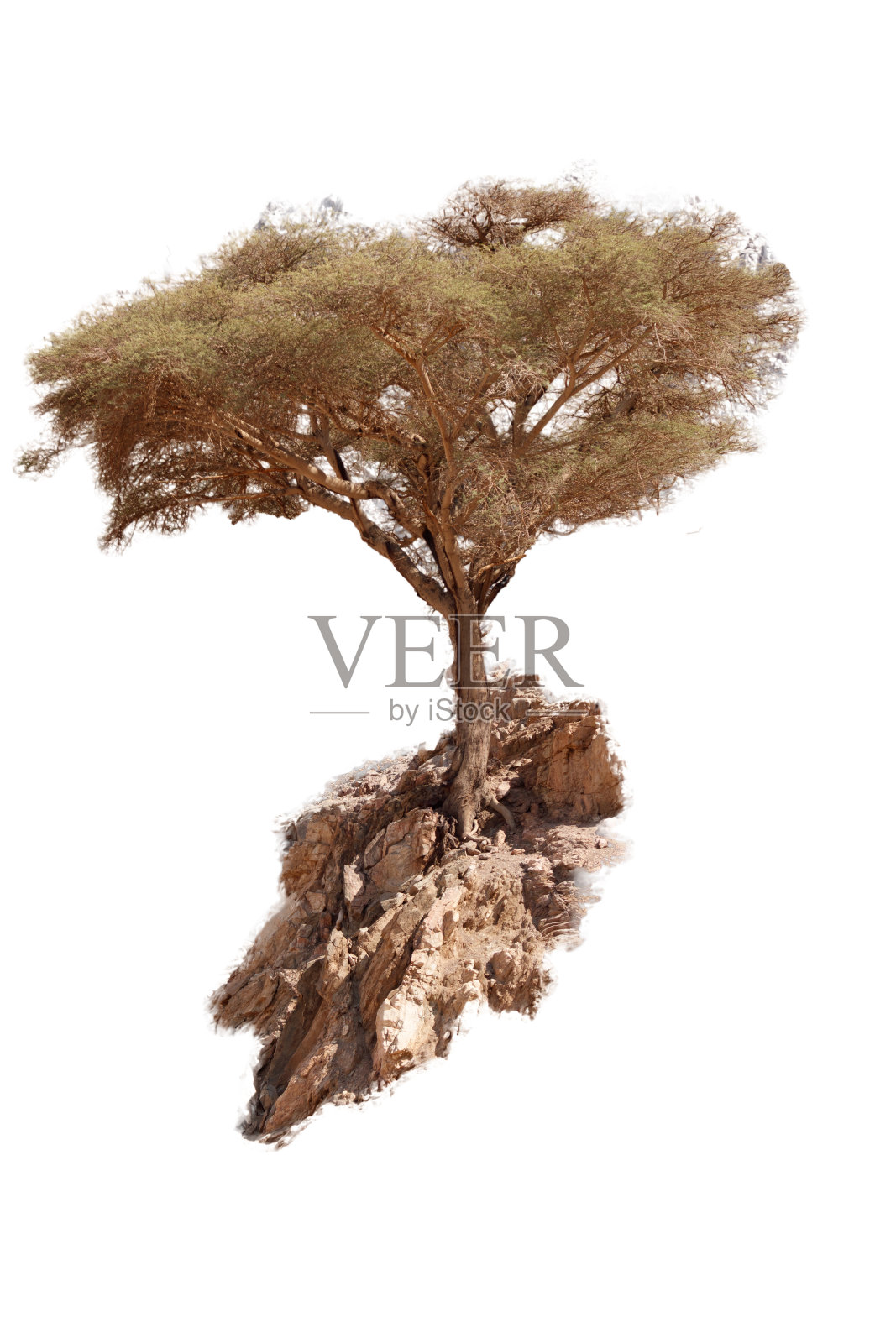 白色背景上的树照片摄影图片