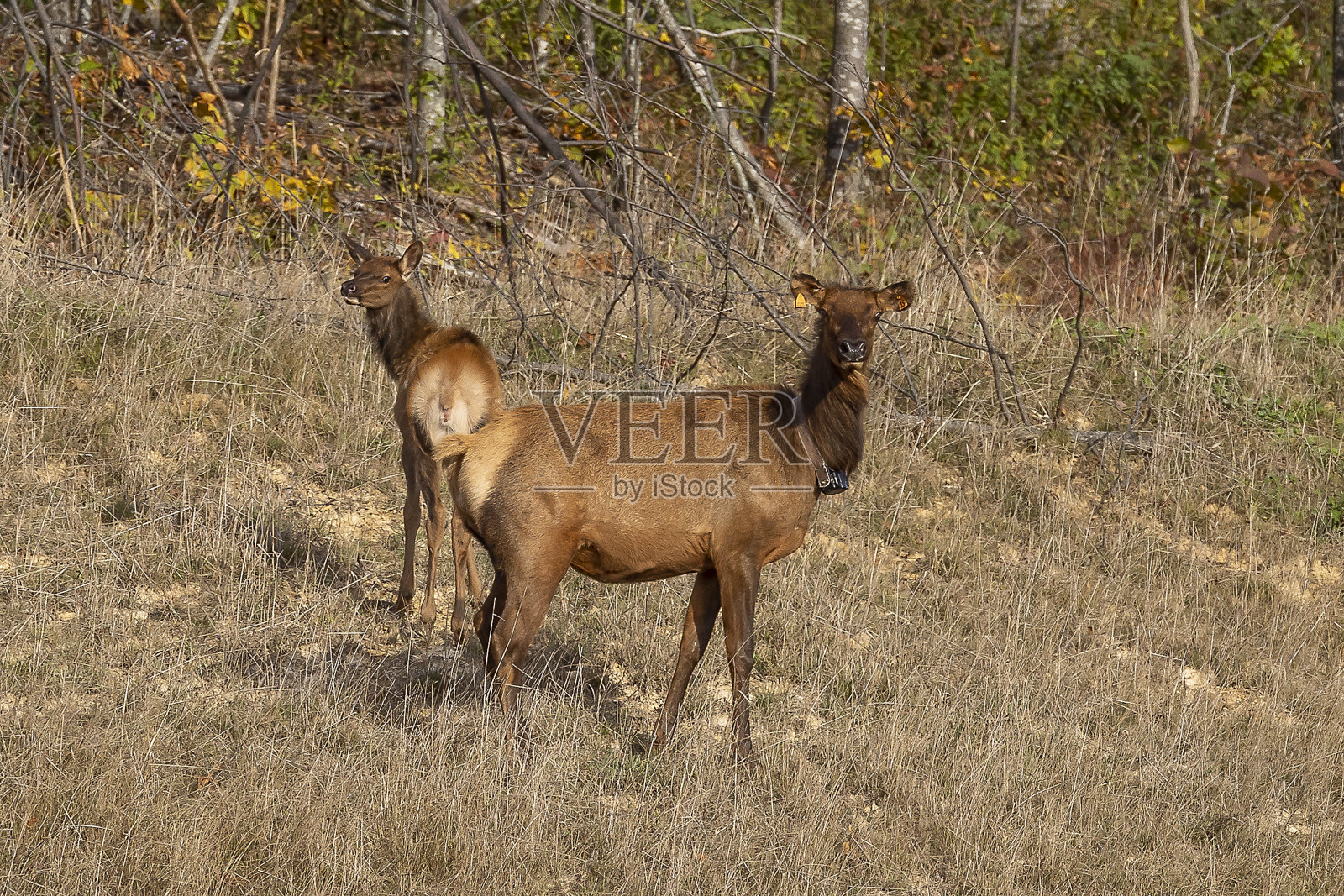 每照片摄影图片