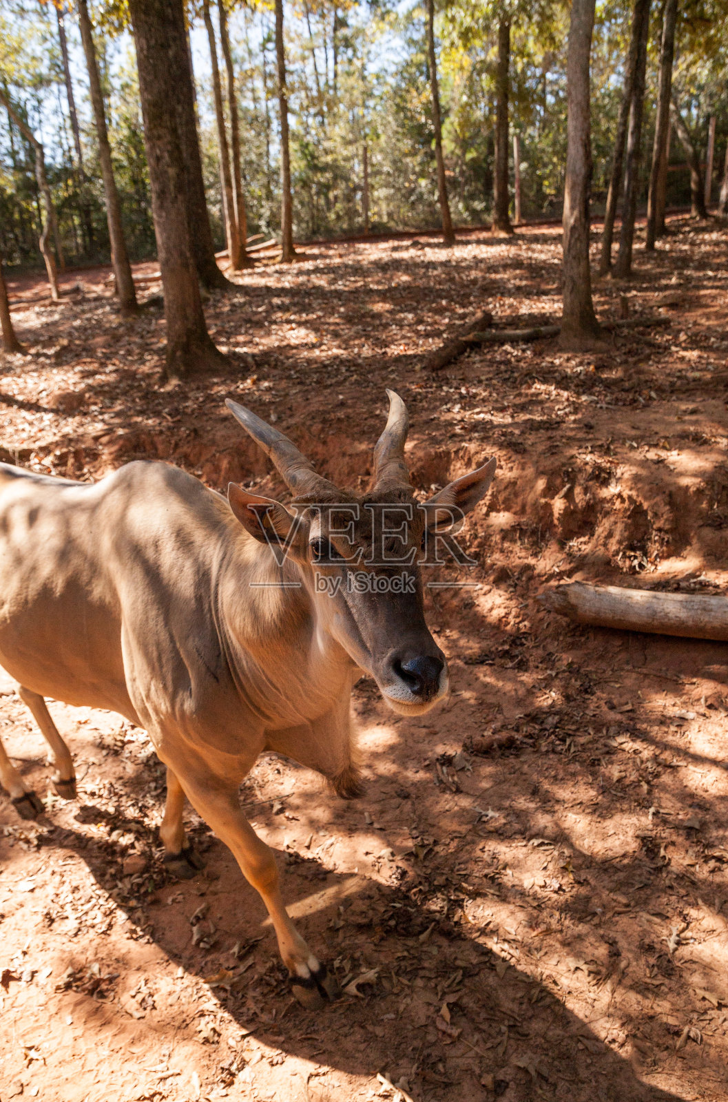 普通的大羚羊，也叫牛角羚照片摄影图片