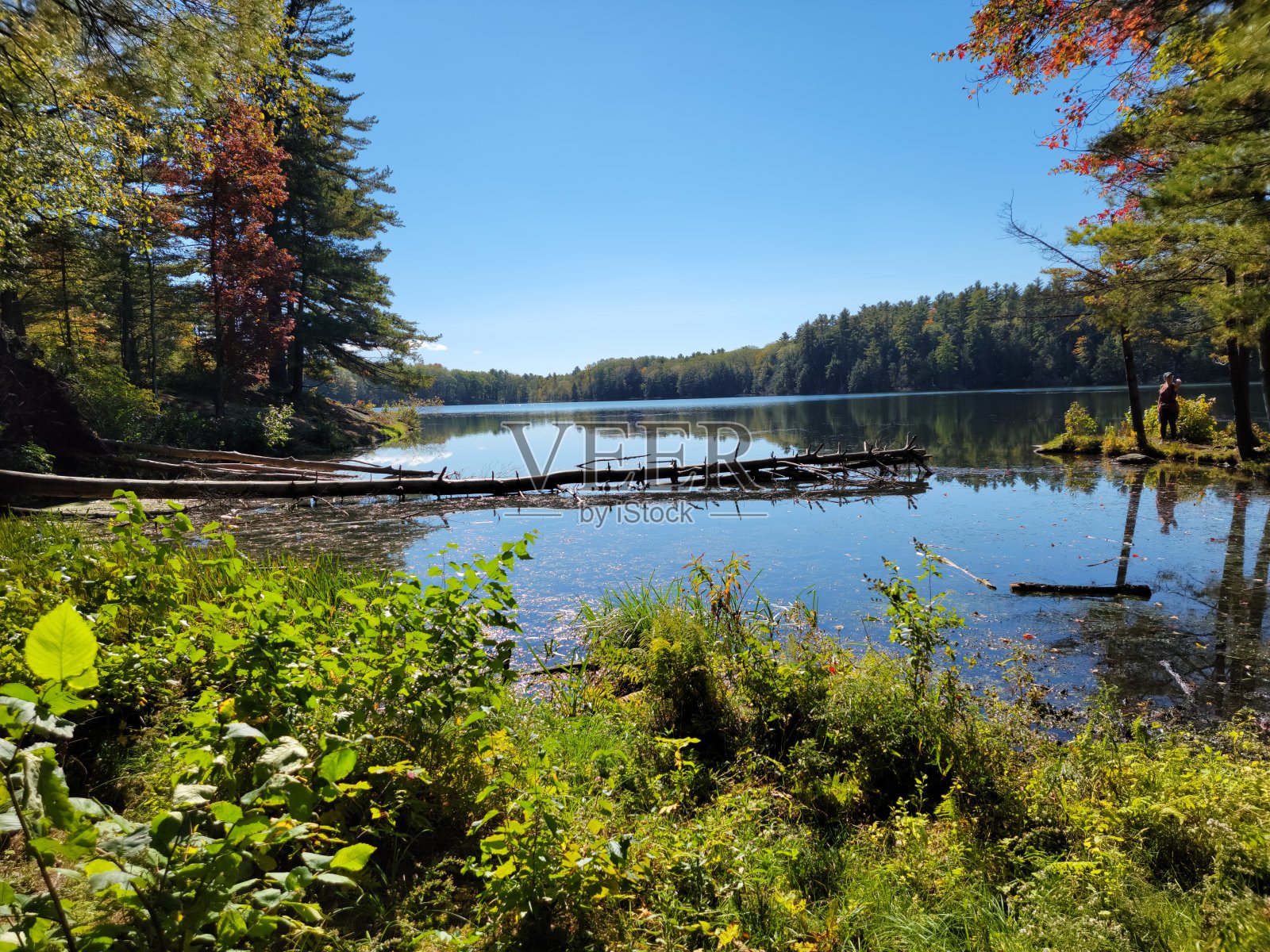 佛蒙特州池塘边的秋天照片摄影图片