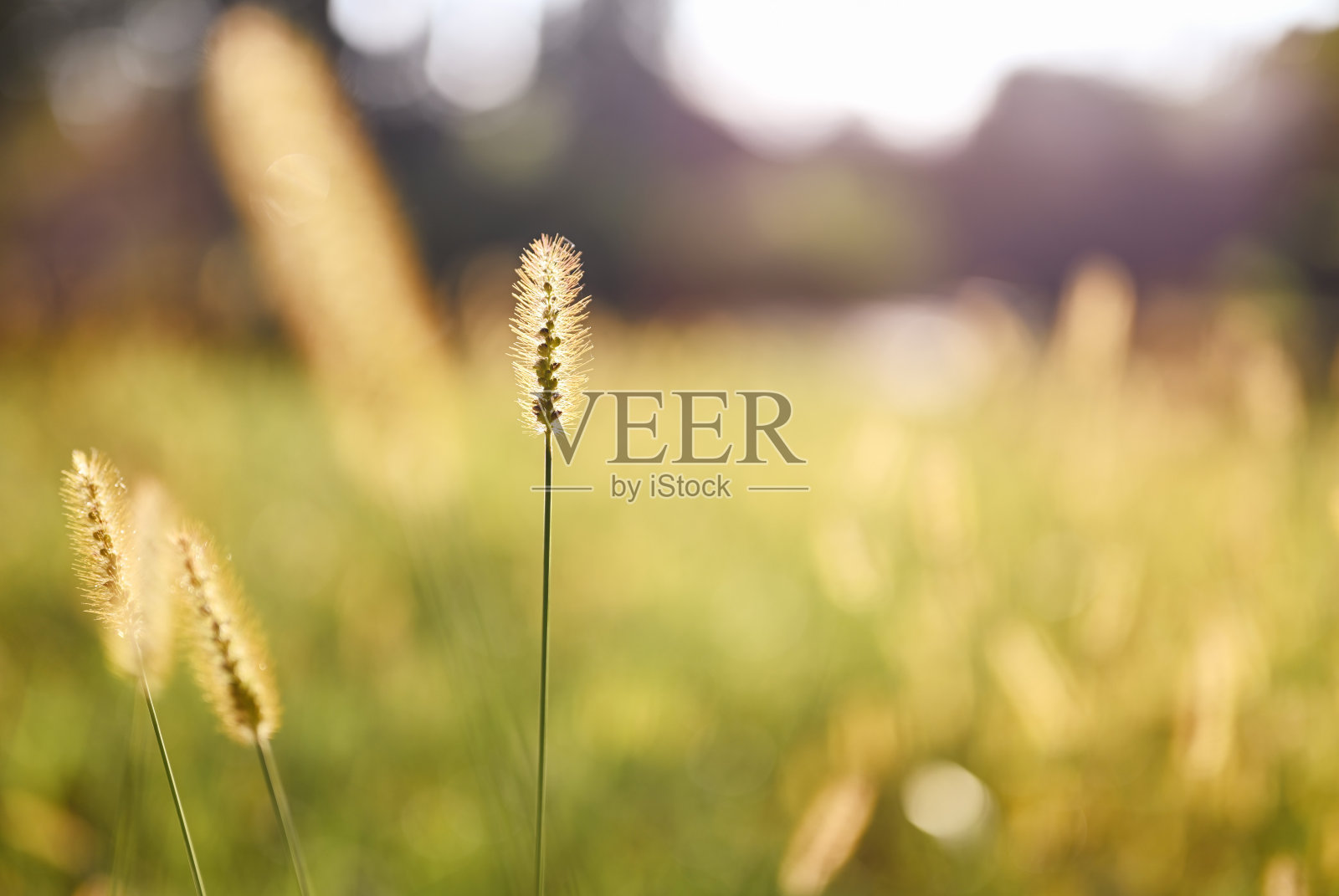 草药的背景。照片摄影图片