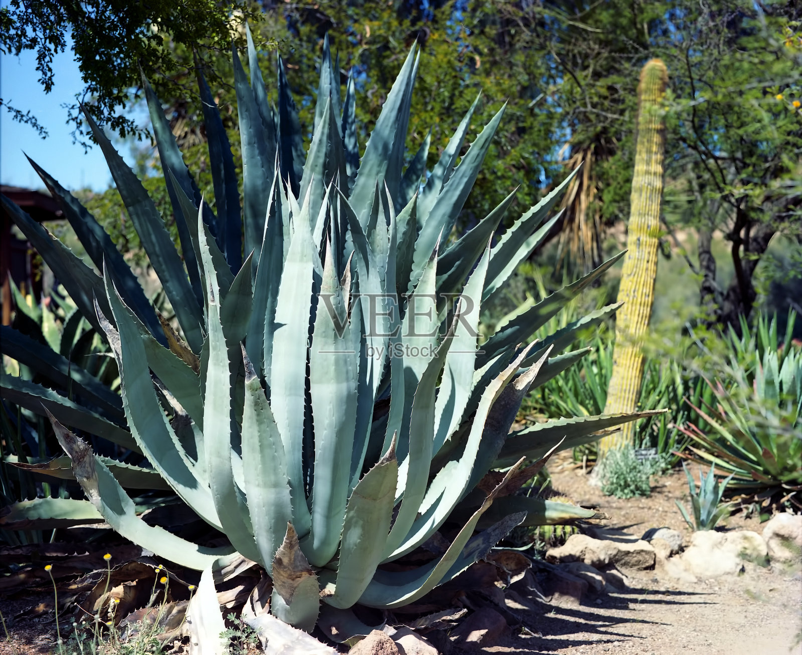 龙舌兰仙人掌照片摄影图片