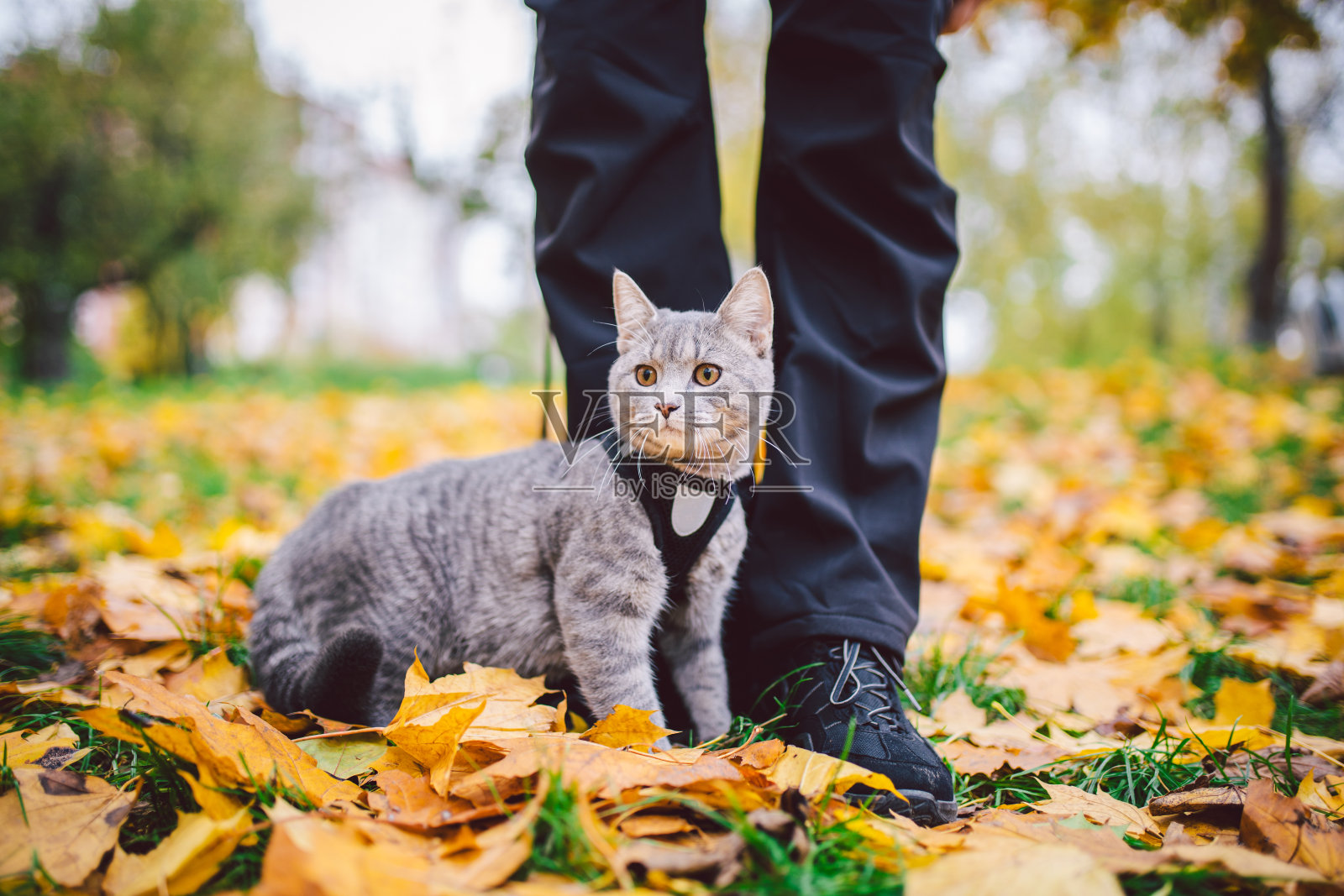 秋天，公园里散步时，一位男性主人和一只拴着皮带的灰色猫的腿被特写。家猫在黄色的叶子在自然界。秋天的天气里，猫和主人在森林里玩雪橇照片摄影图片