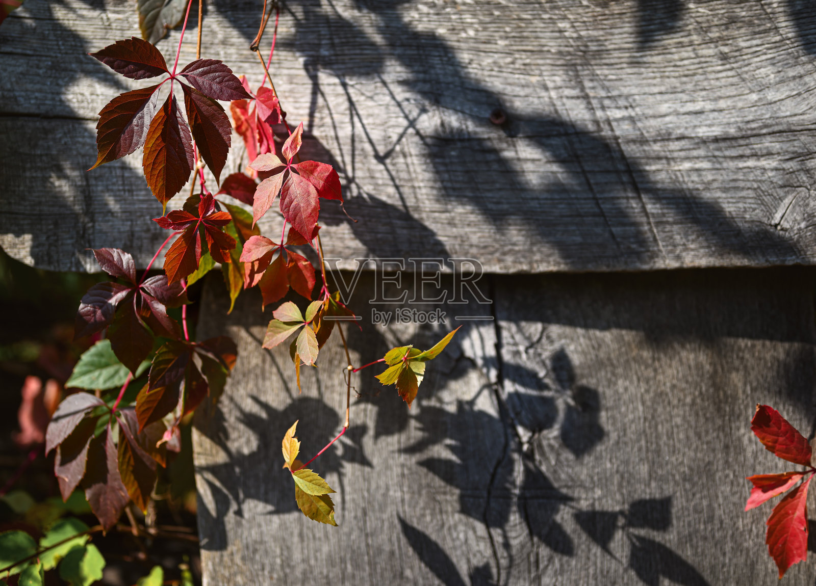 秋天的背景。照片摄影图片