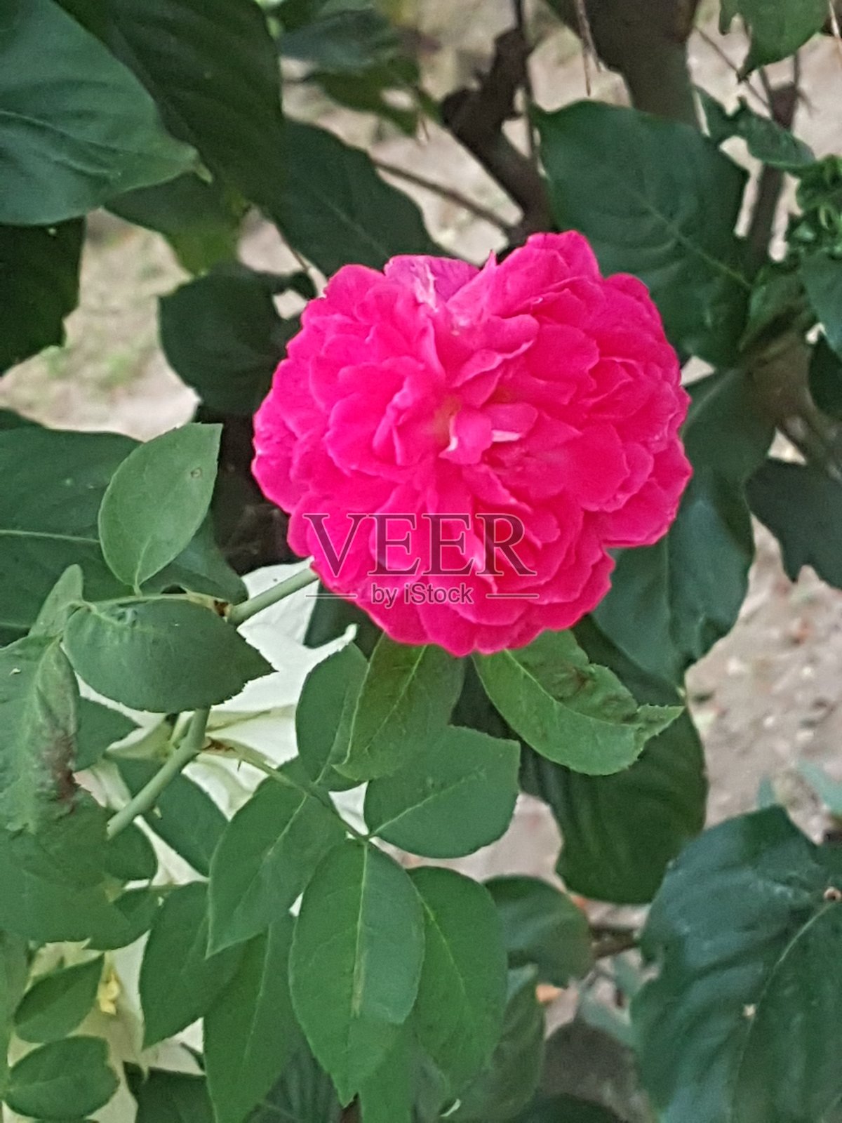 美丽的红花在自然照片摄影图片