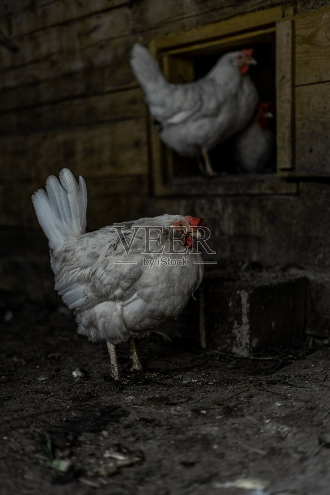 白色的鸡弓着腰站着。肉鸡站在鸡舍的入口处照片摄影图片