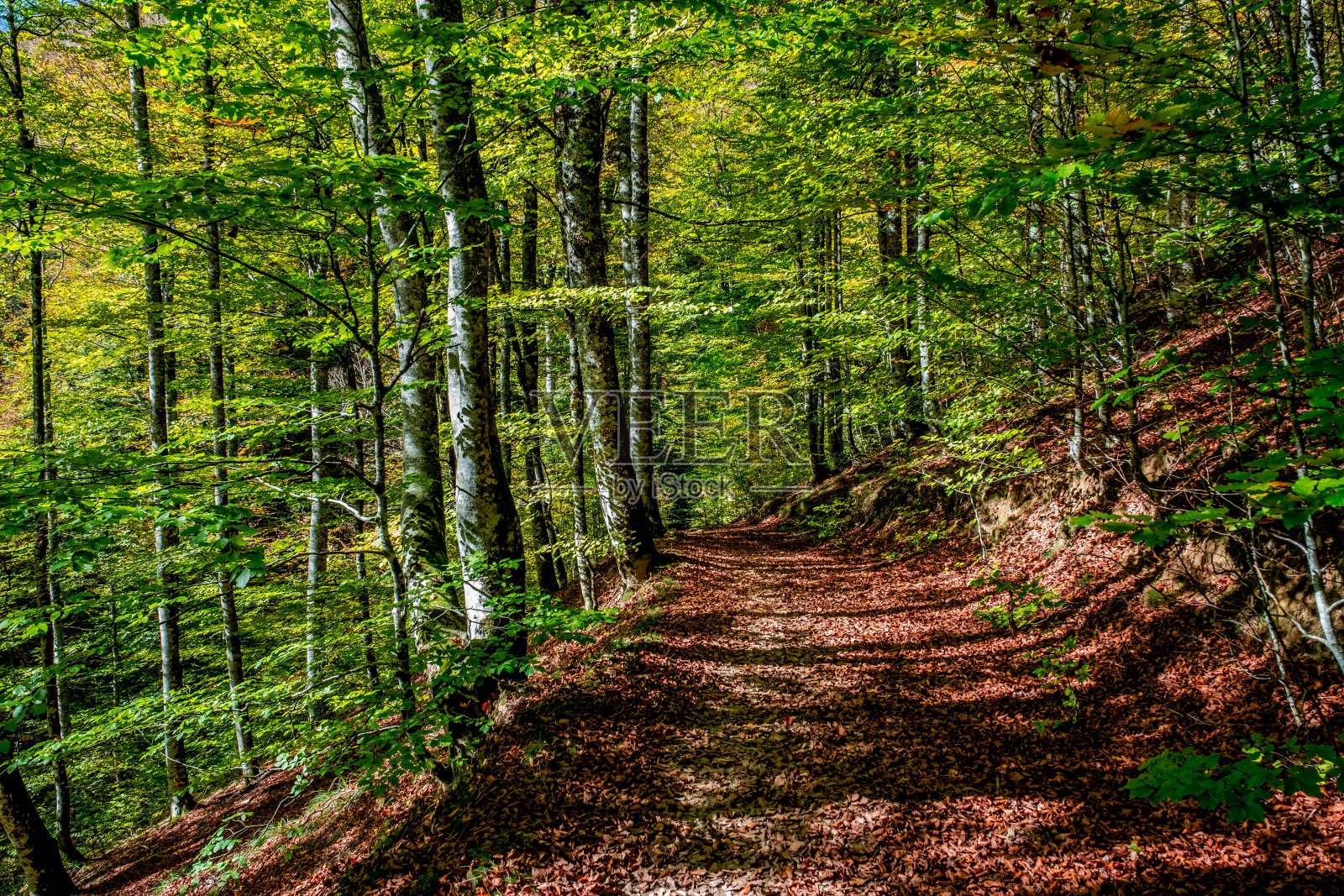 位于西班牙比利牛斯山脉纳瓦拉的伊拉蒂森林，在10月份是一片壮观的山毛榉森林照片摄影图片