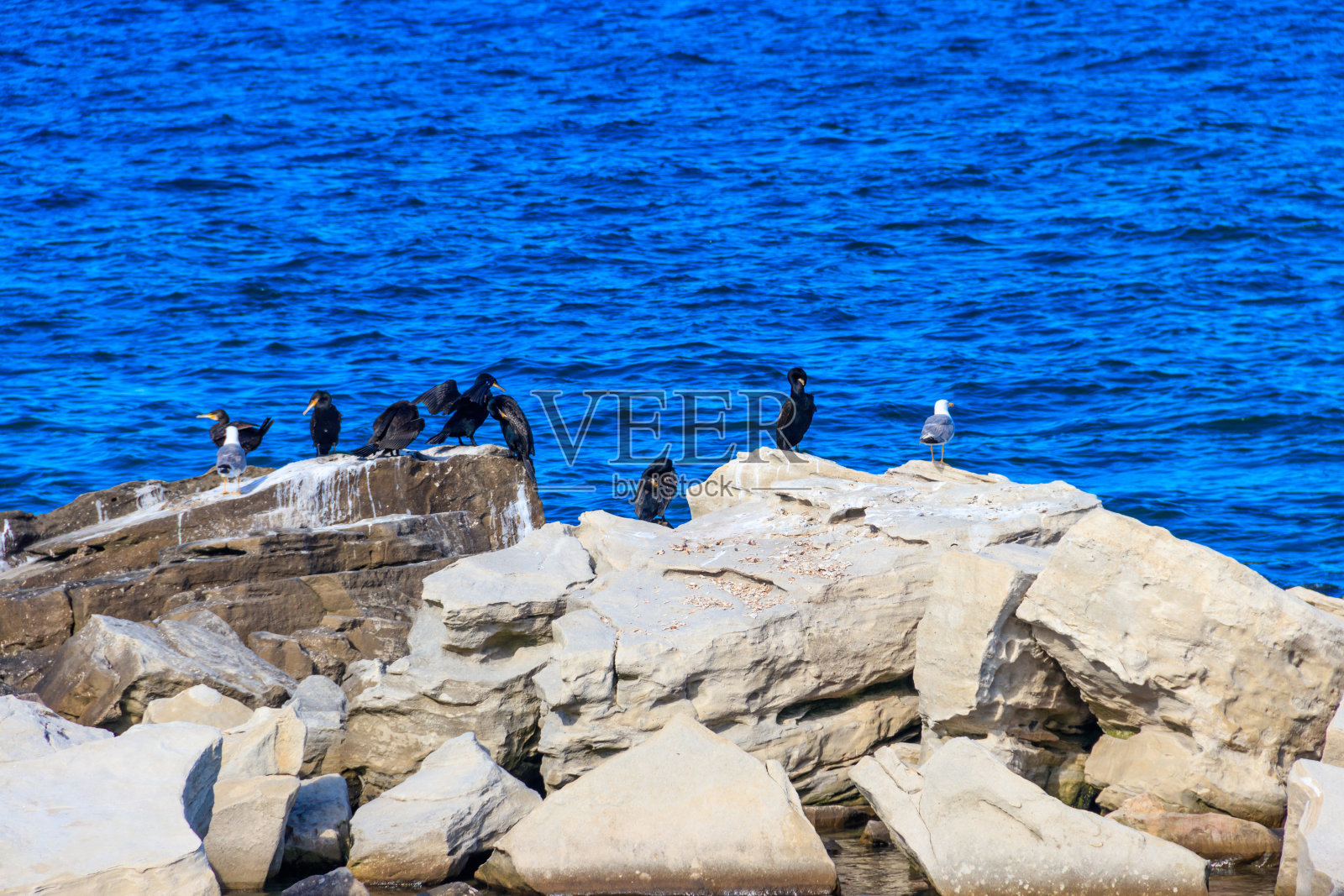 一群大鸬鹚(Phalacrocorax carbo)在海边的石头上照片摄影图片