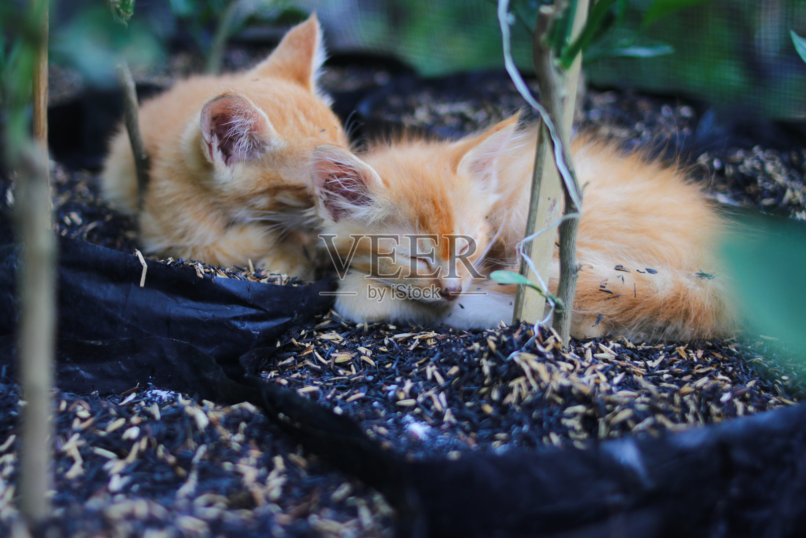 黄色的小猫在后院睡觉照片摄影图片