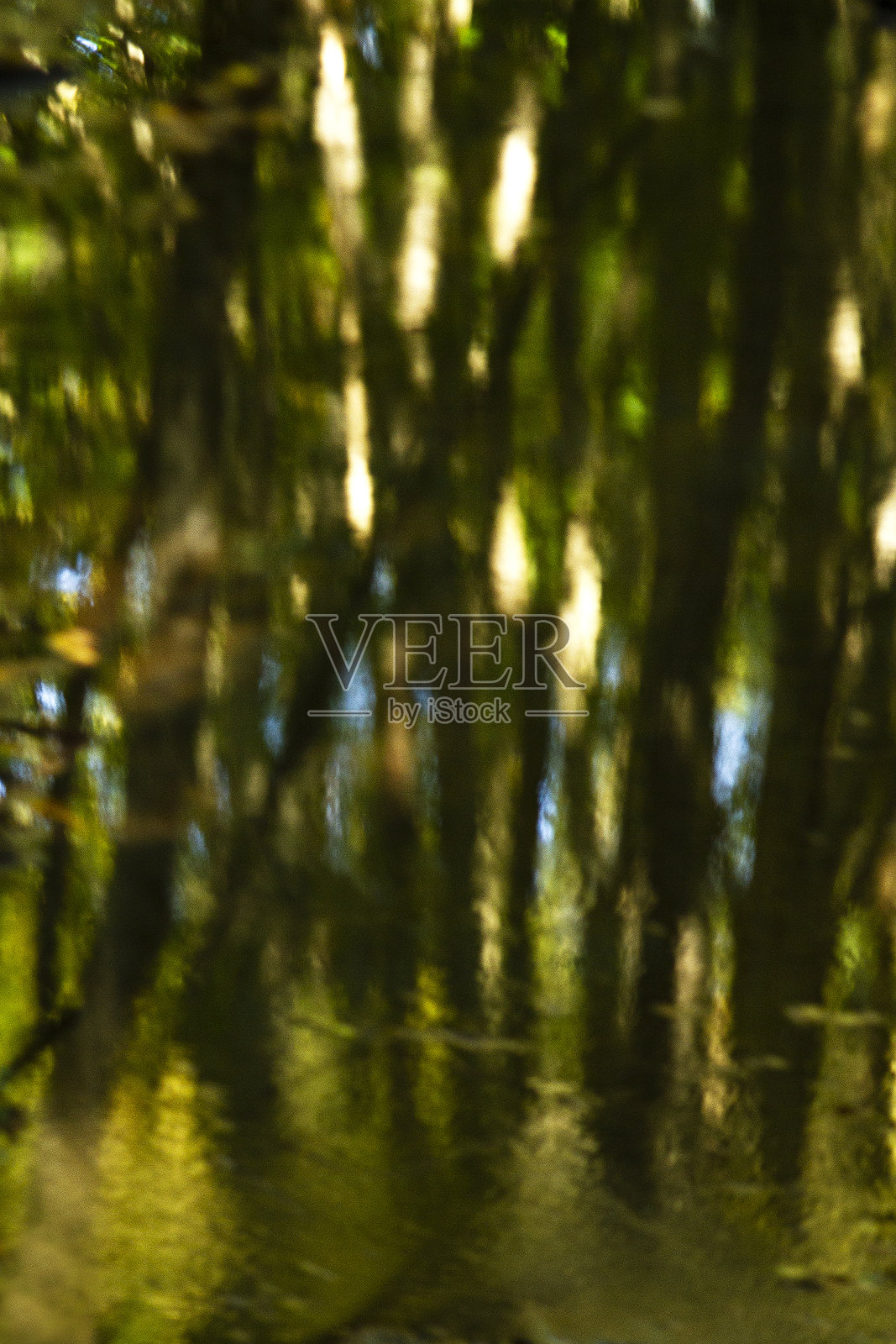 鲜花、蘑菇、阳光森林,树木,叶子照片摄影图片