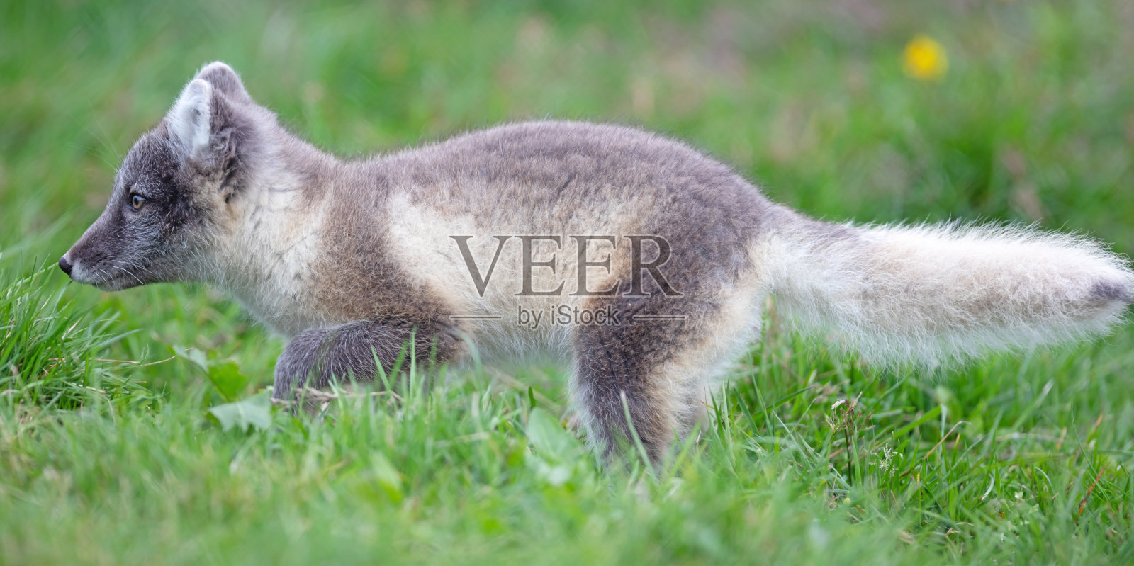 非常年轻的极地或北极狐(狐属)照片摄影图片