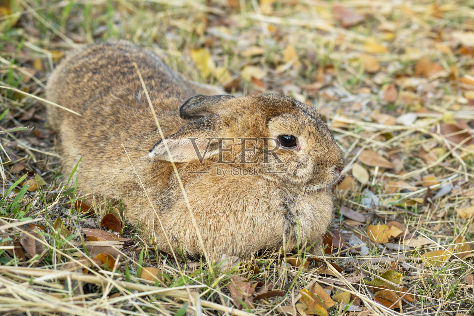 松软的棕色小兔子坐在干燥的草地上，环境自然的光线背景。毛茸茸的可爱的野生动物，单身在户外。复活节动物的概念。照片摄影图片