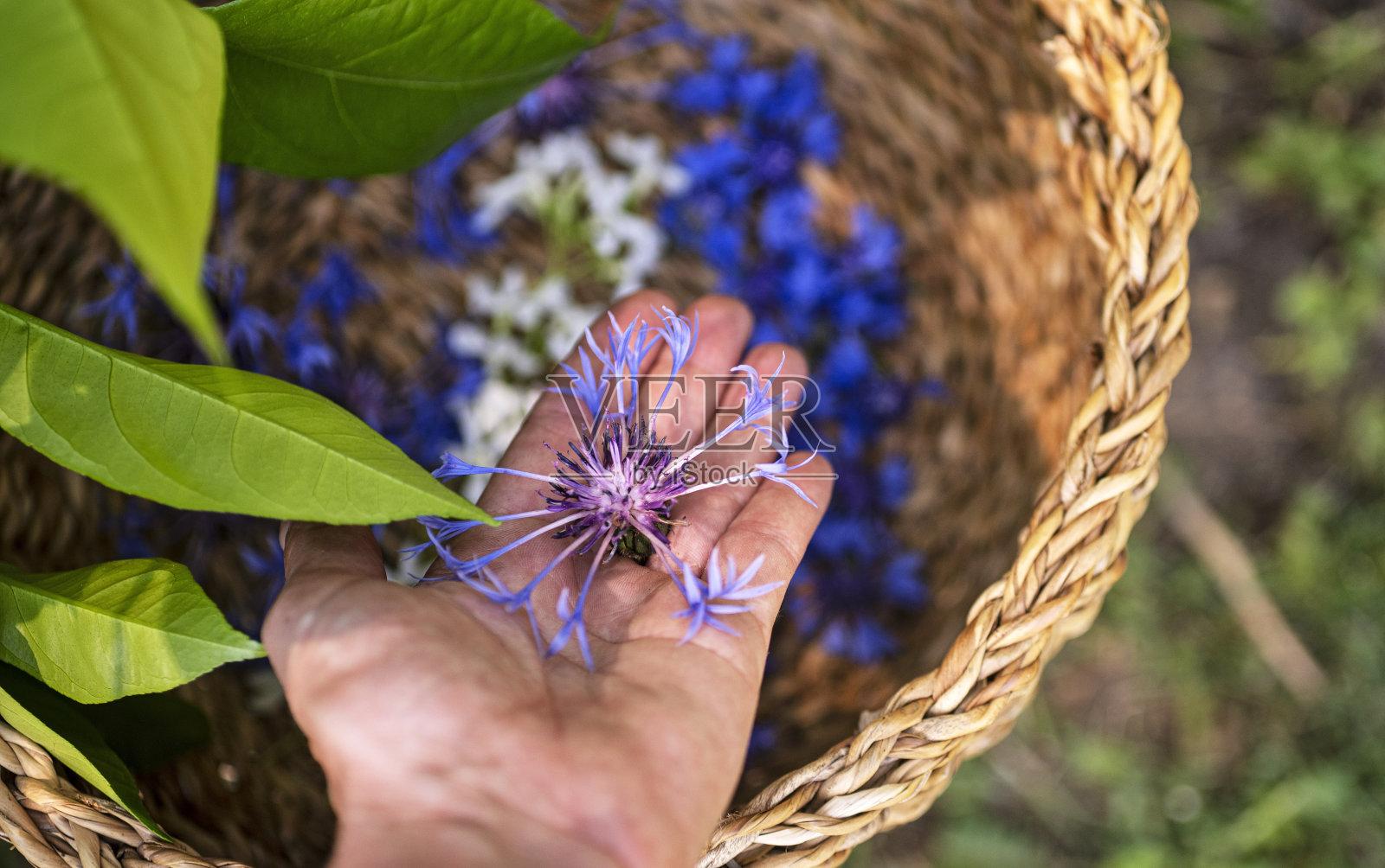 许多花照片摄影图片