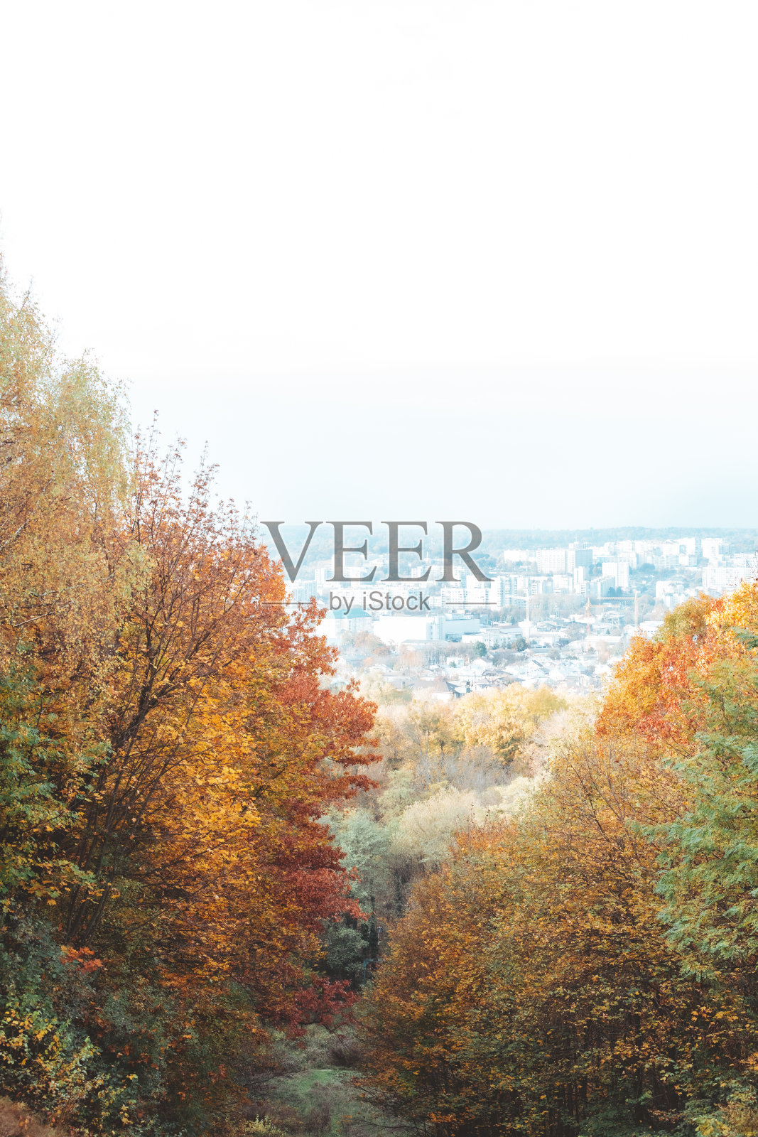 秋天来了，黄树公园城就在背景上照片摄影图片