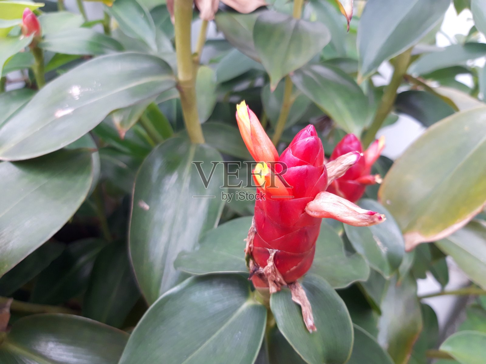 螺旋姜花照片摄影图片