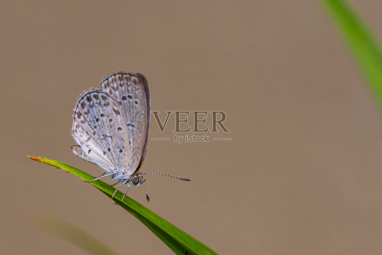 微距摄影的小蝴蝶照片摄影图片
