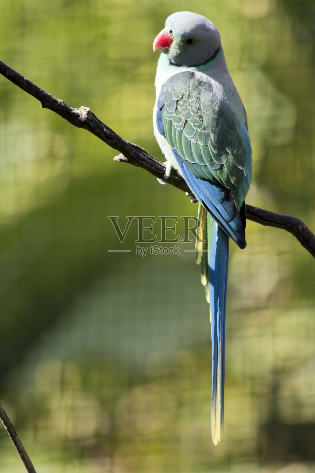 马拉巴长尾小鹦鹉栖息在树枝上照片摄影图片