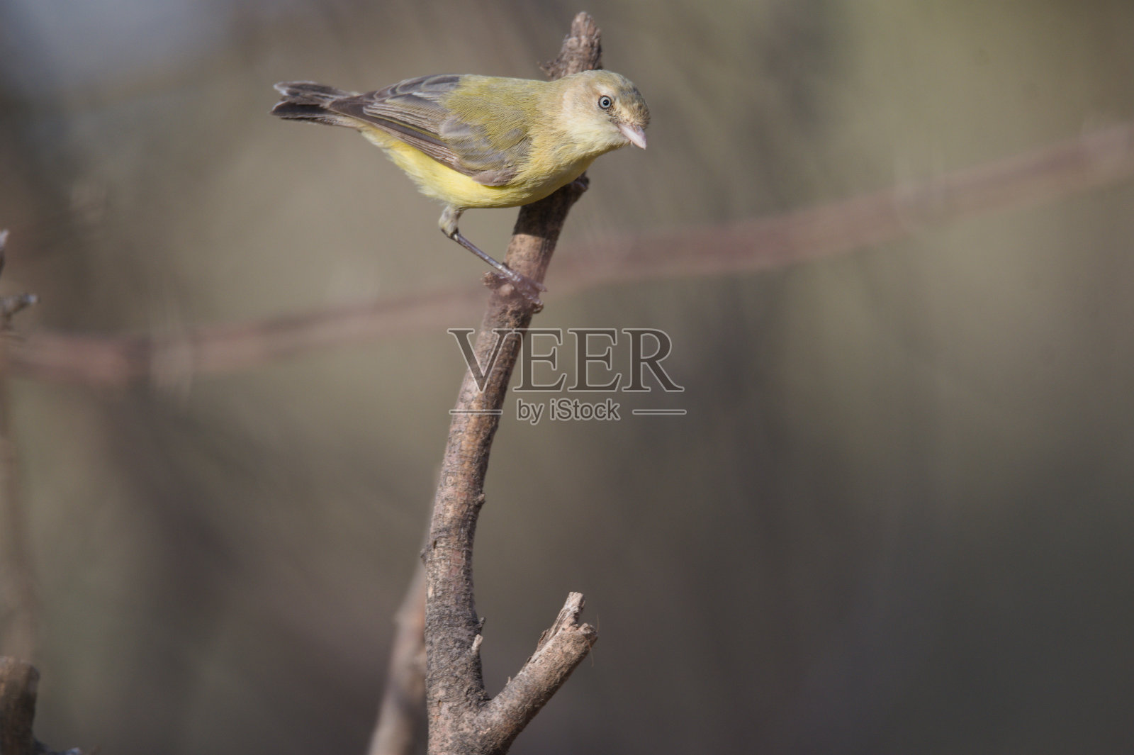2021年春末，在澳大利亚昆士兰州中西部和遥远西部观鸟照片摄影图片