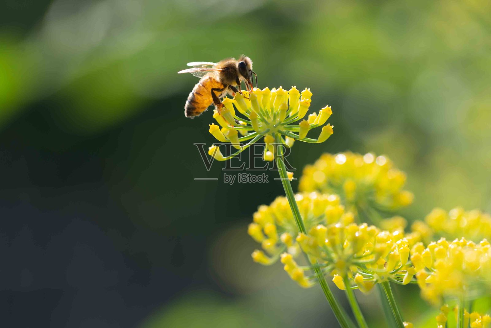 蜜蜂(apis mellifera)给茴香花授粉照片摄影图片