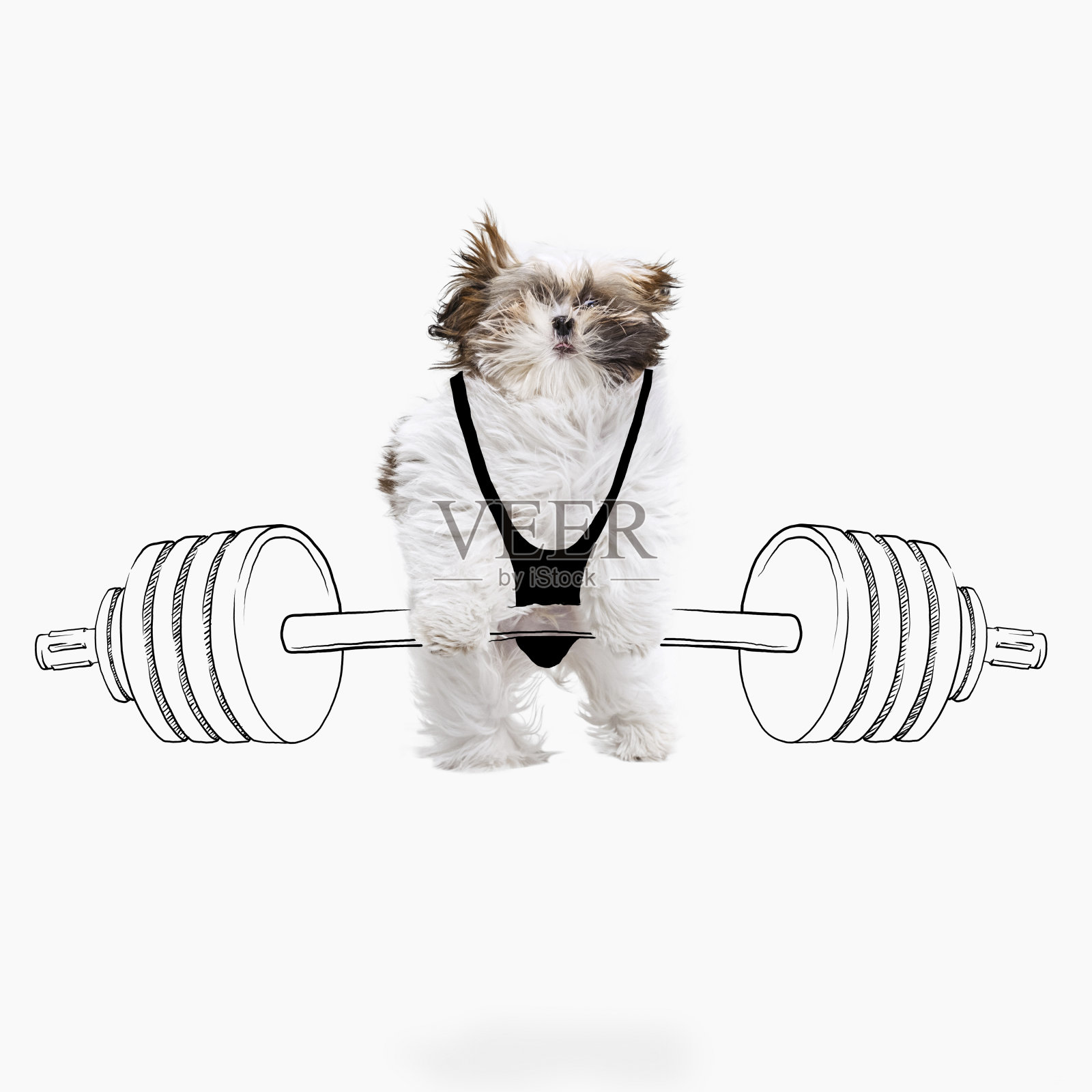 艺术品。可爱的犬种的肖像推画杠铃孤立的白色工作室背景与图纸。照片摄影图片