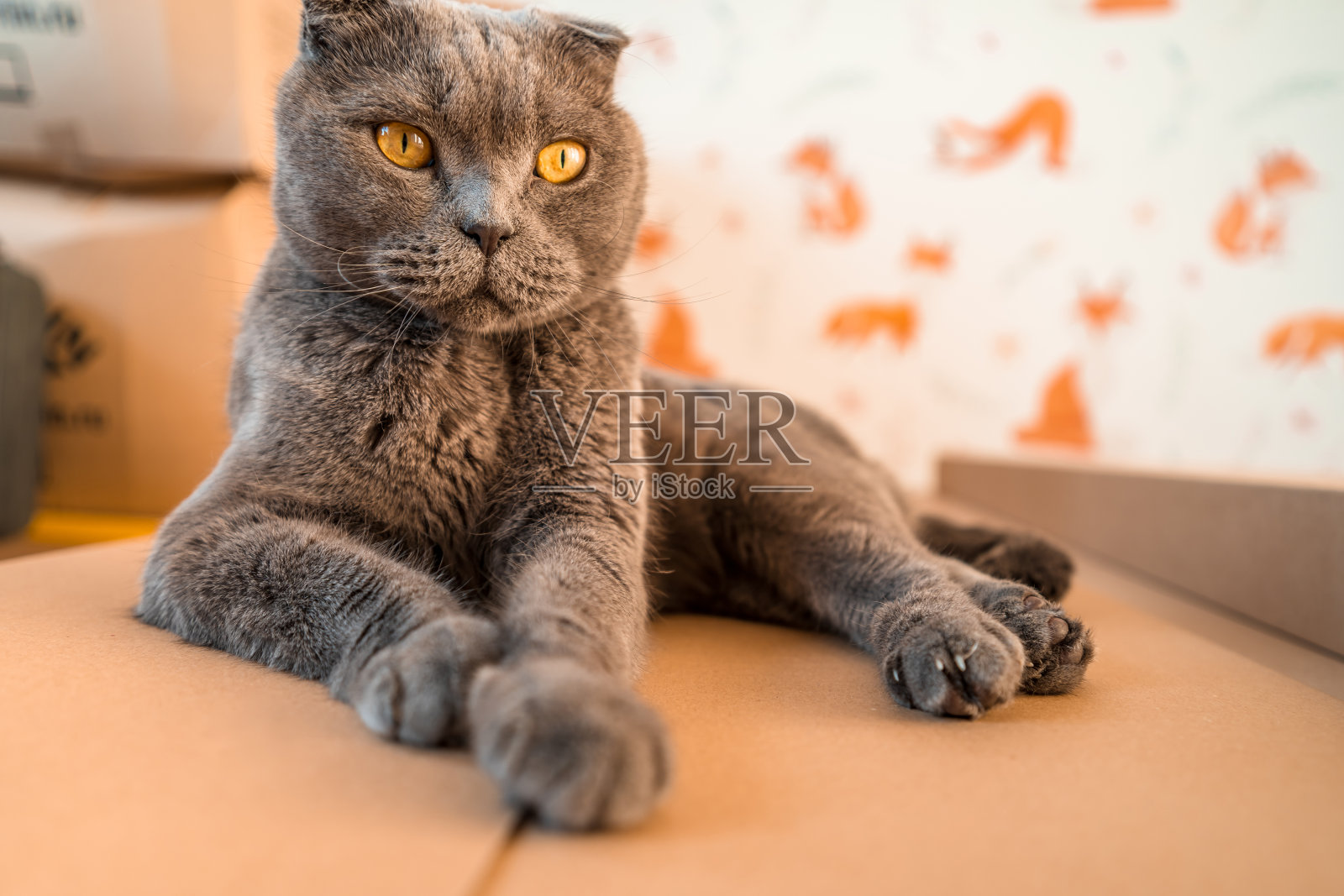 一只黄色眼睛的灰色苏格兰折耳猫滑稽地坐在现代客厅里照片摄影图片