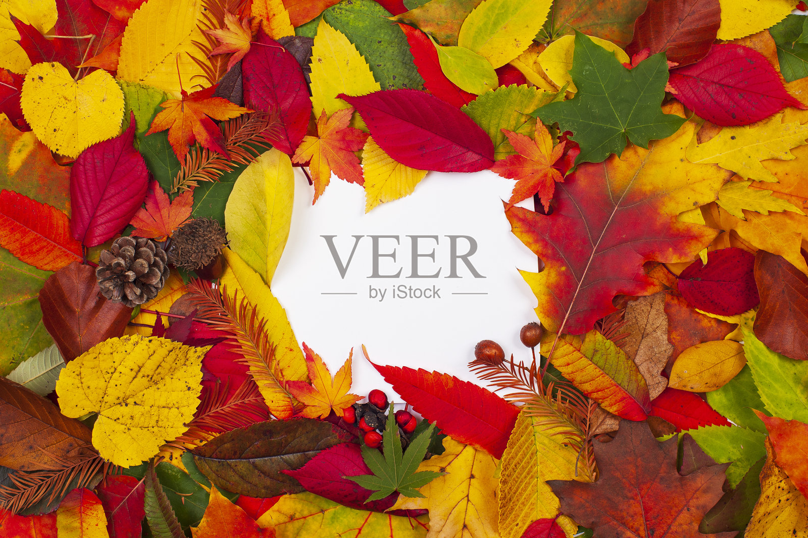 与白色背景上的叶子的颜色光谱。灌木叶子在一个圆圈里呈现出秋天的所有颜色。多色彩的秋季创意概念。照片摄影图片