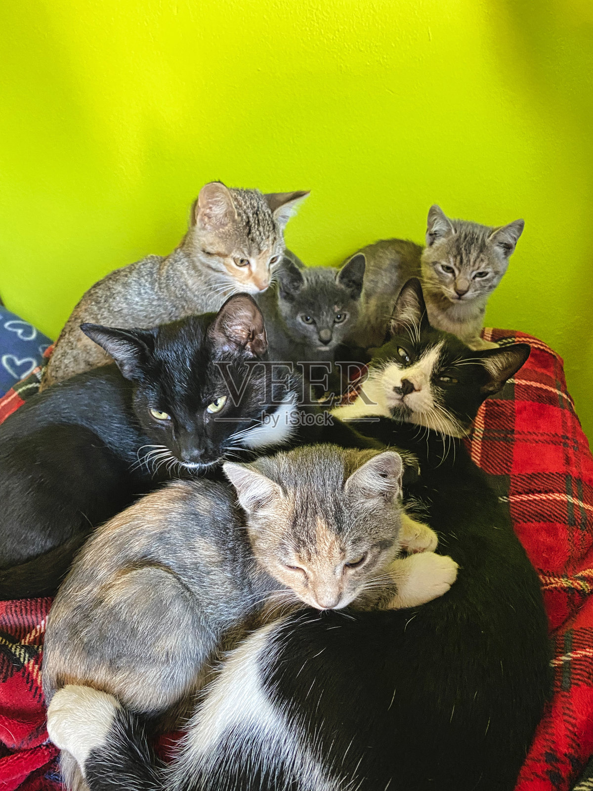 猫的家庭照片摄影图片