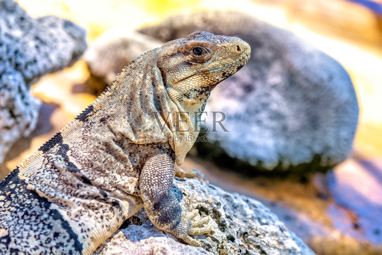 蜥蜴爬行动物的特写镜头照片摄影图片