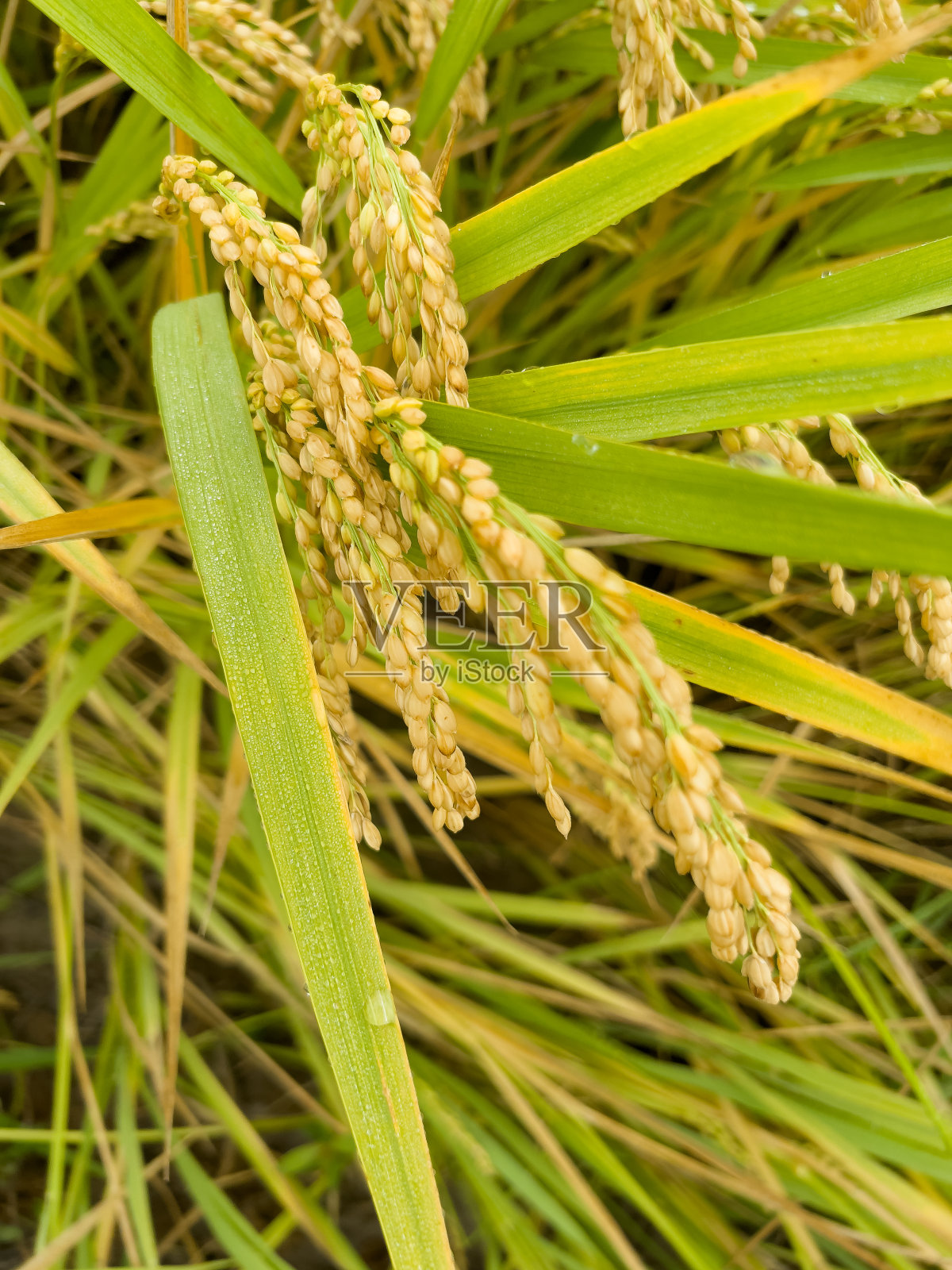 田里的稻穗照片摄影图片