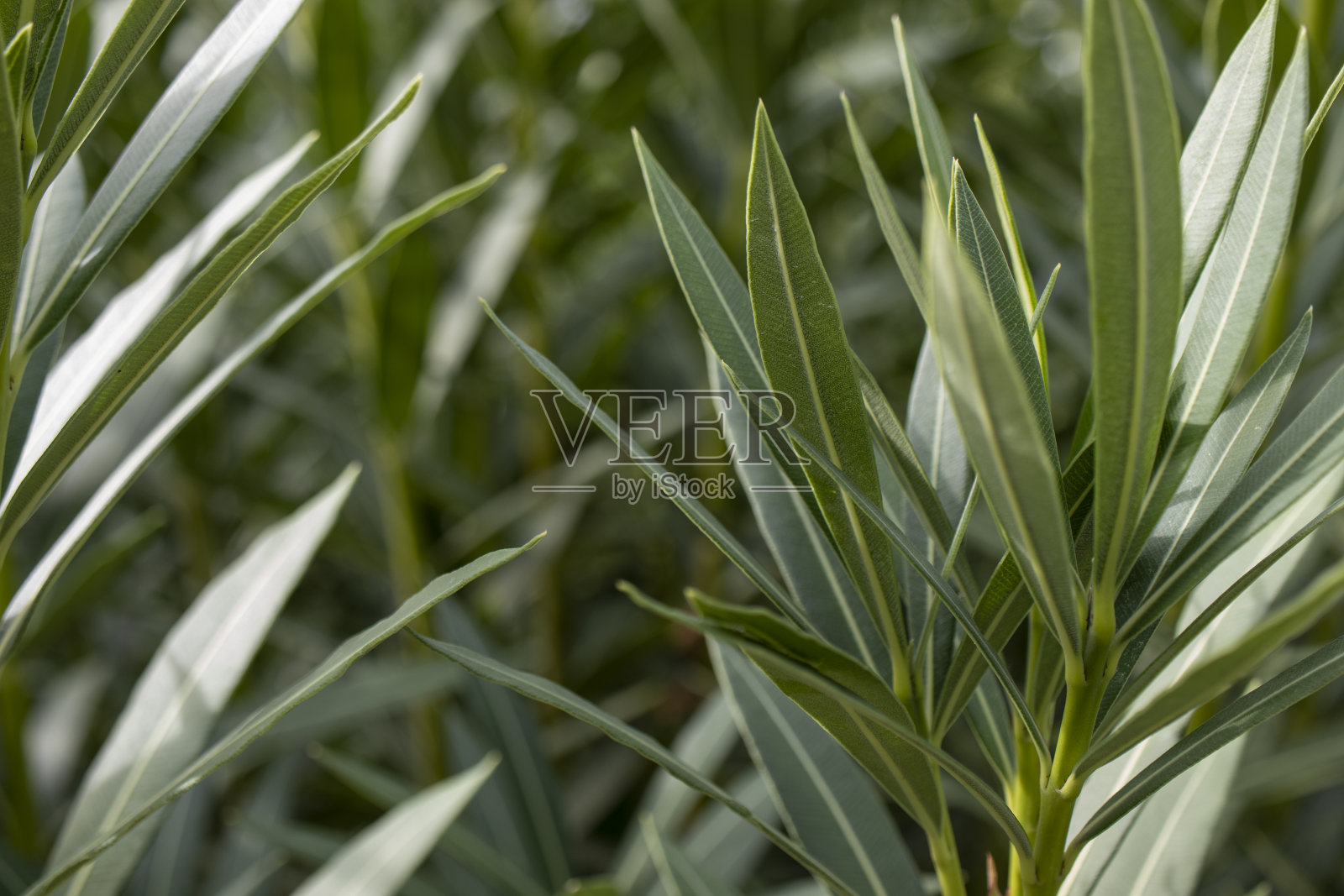 夹竹桃树枝和树叶。叶子纹理照片。照片摄影图片