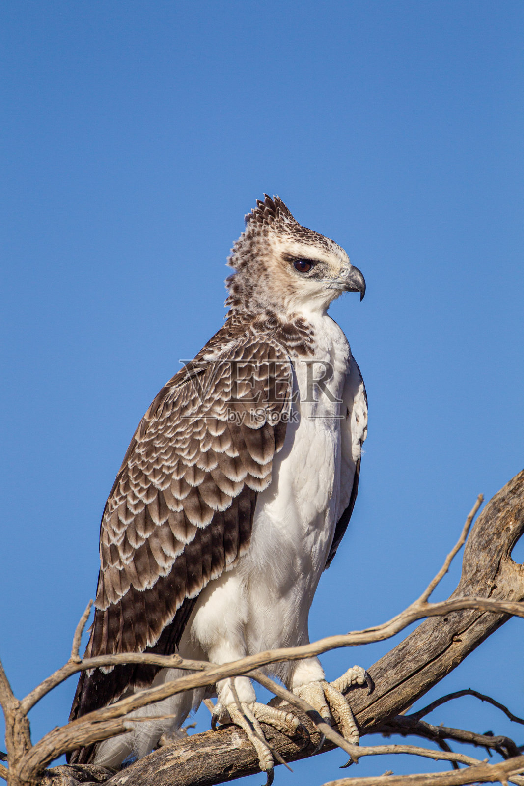 在南非喀拉哈里沙漠学习飞行的少年军鹰照片摄影图片