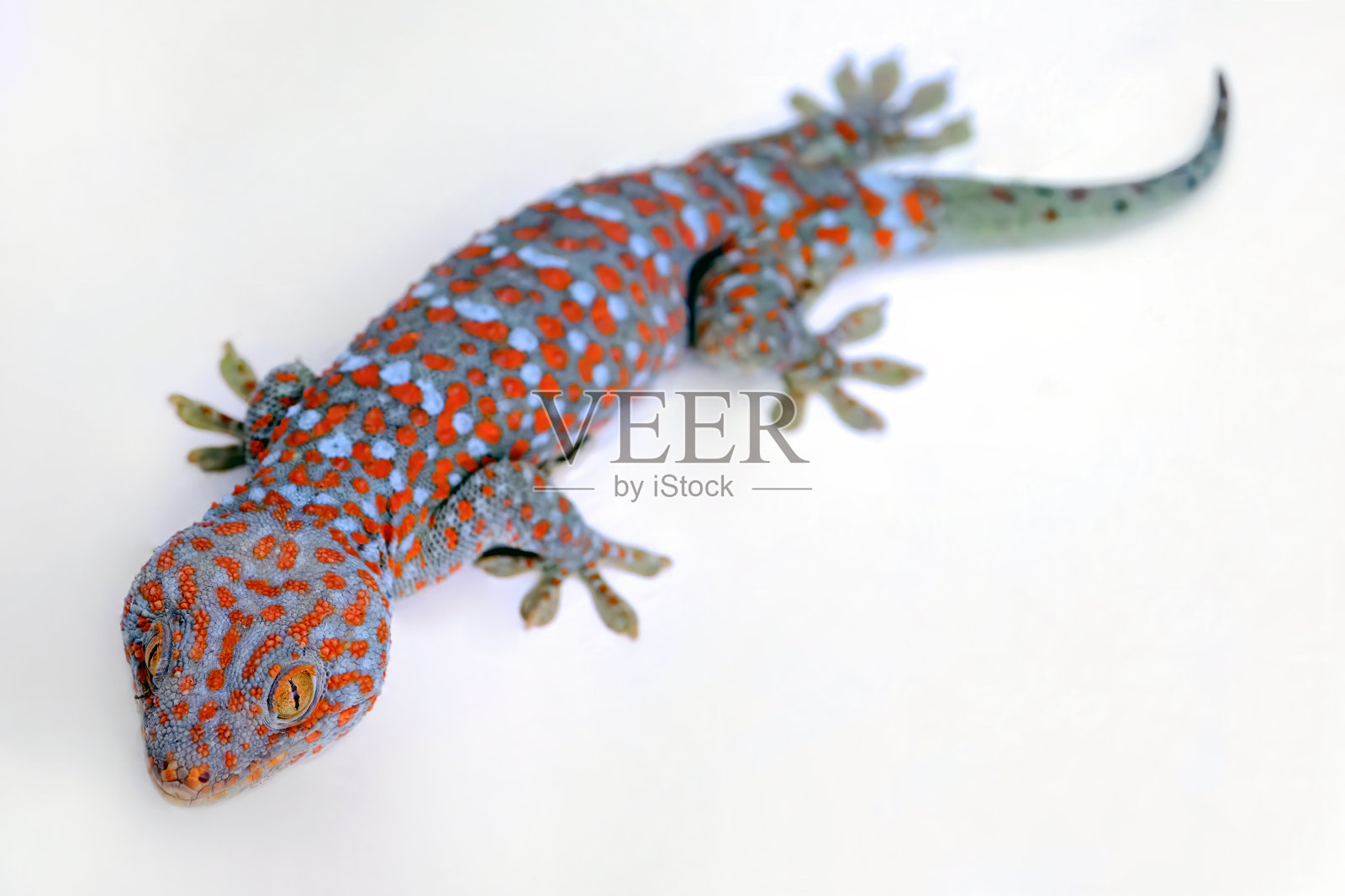 一个巨大的彩色美丽的壁虎走在白色的混凝土墙上，空白的复制空间照片摄影图片